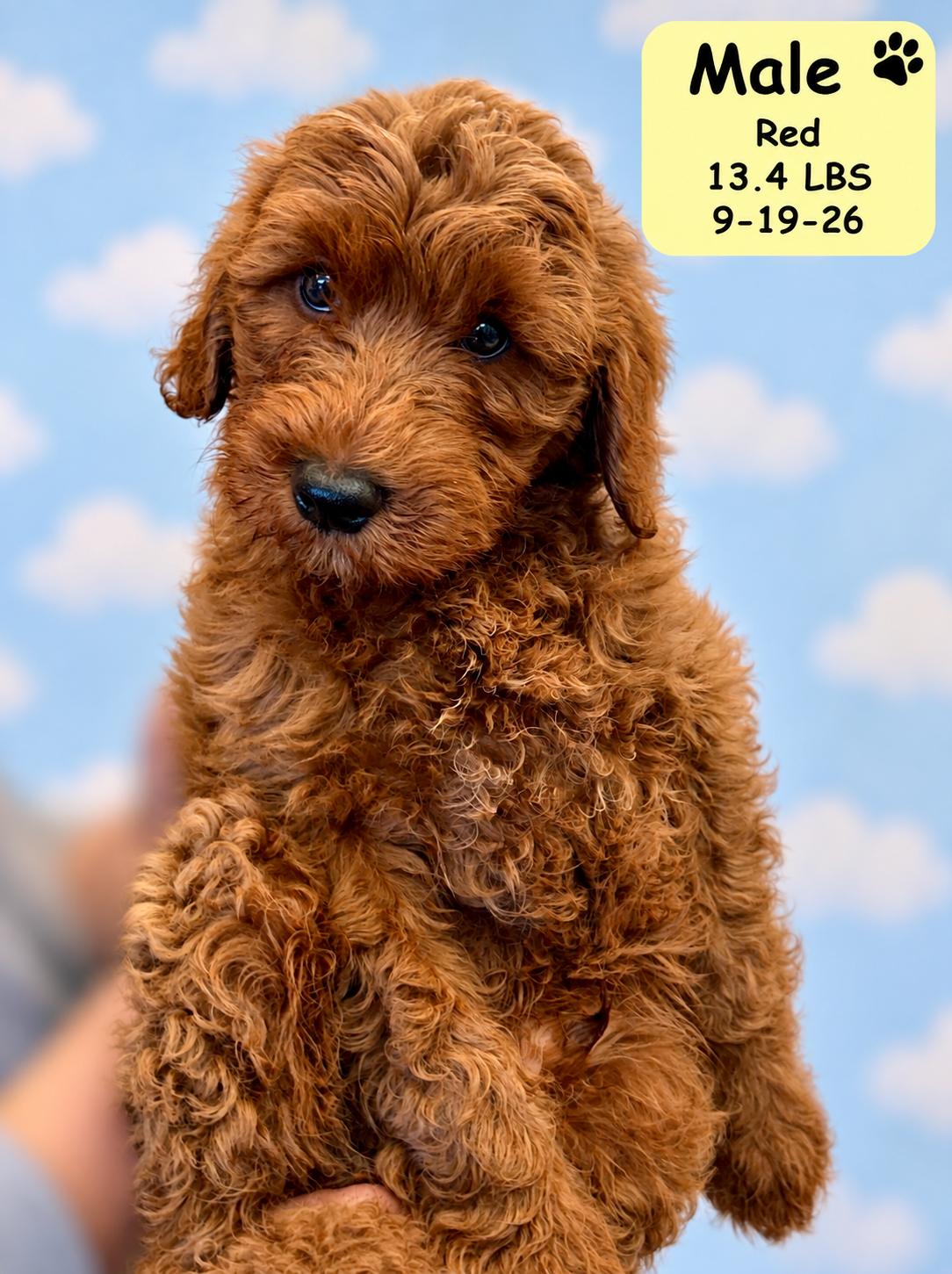 Enlarge Brooks, a Adoptable Labradoodle in El Segundo, CA image 2/6