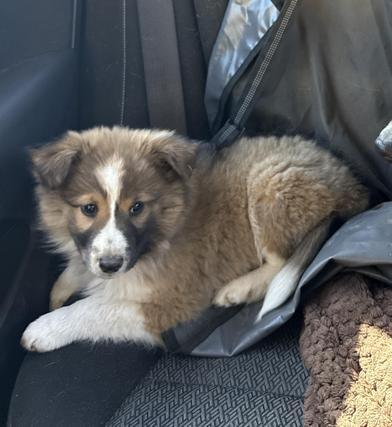 ANGIE — thumbnail 4