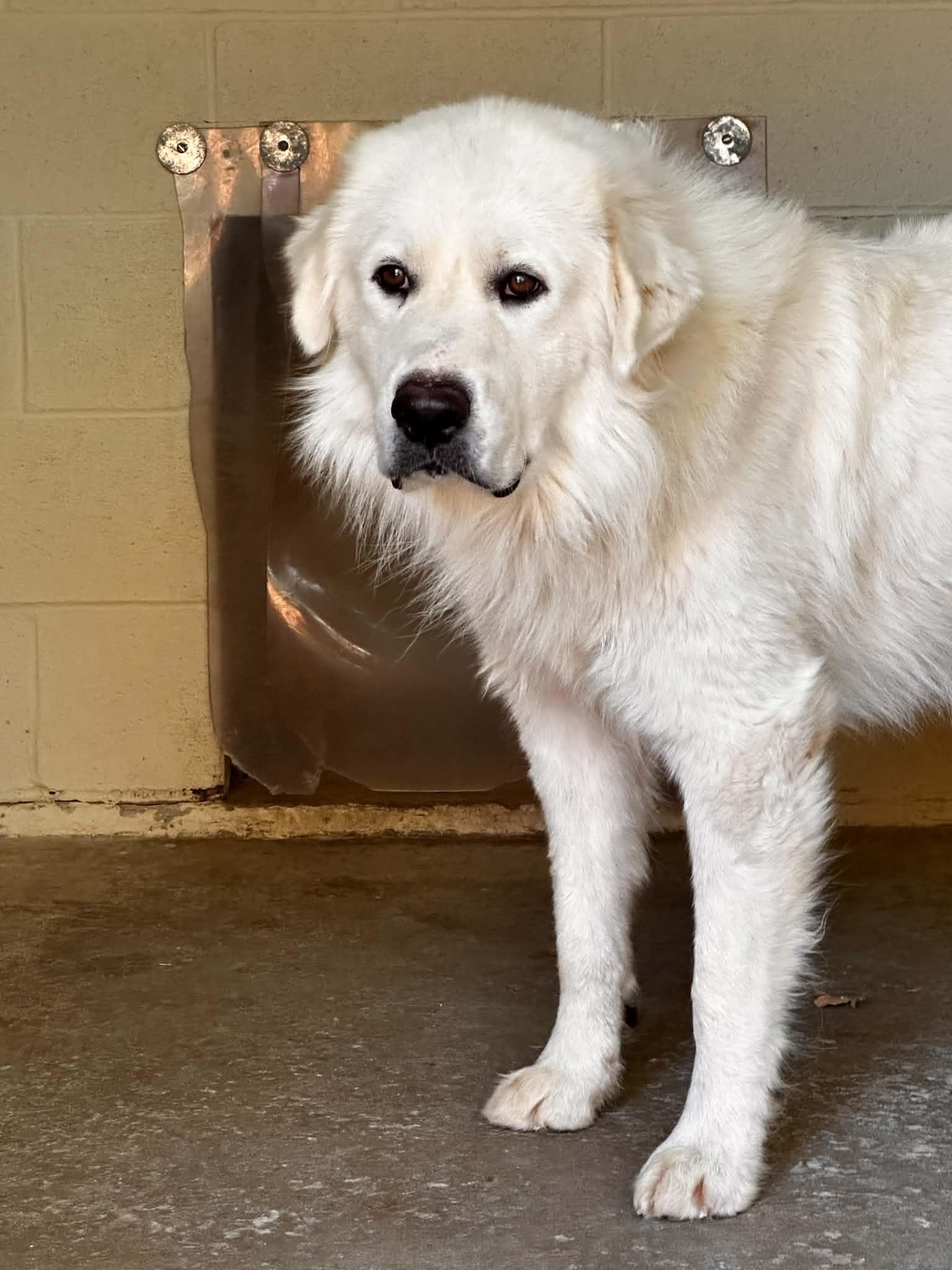 Daddio DFW, Adoptable, Adult Male Great Pyrenees.