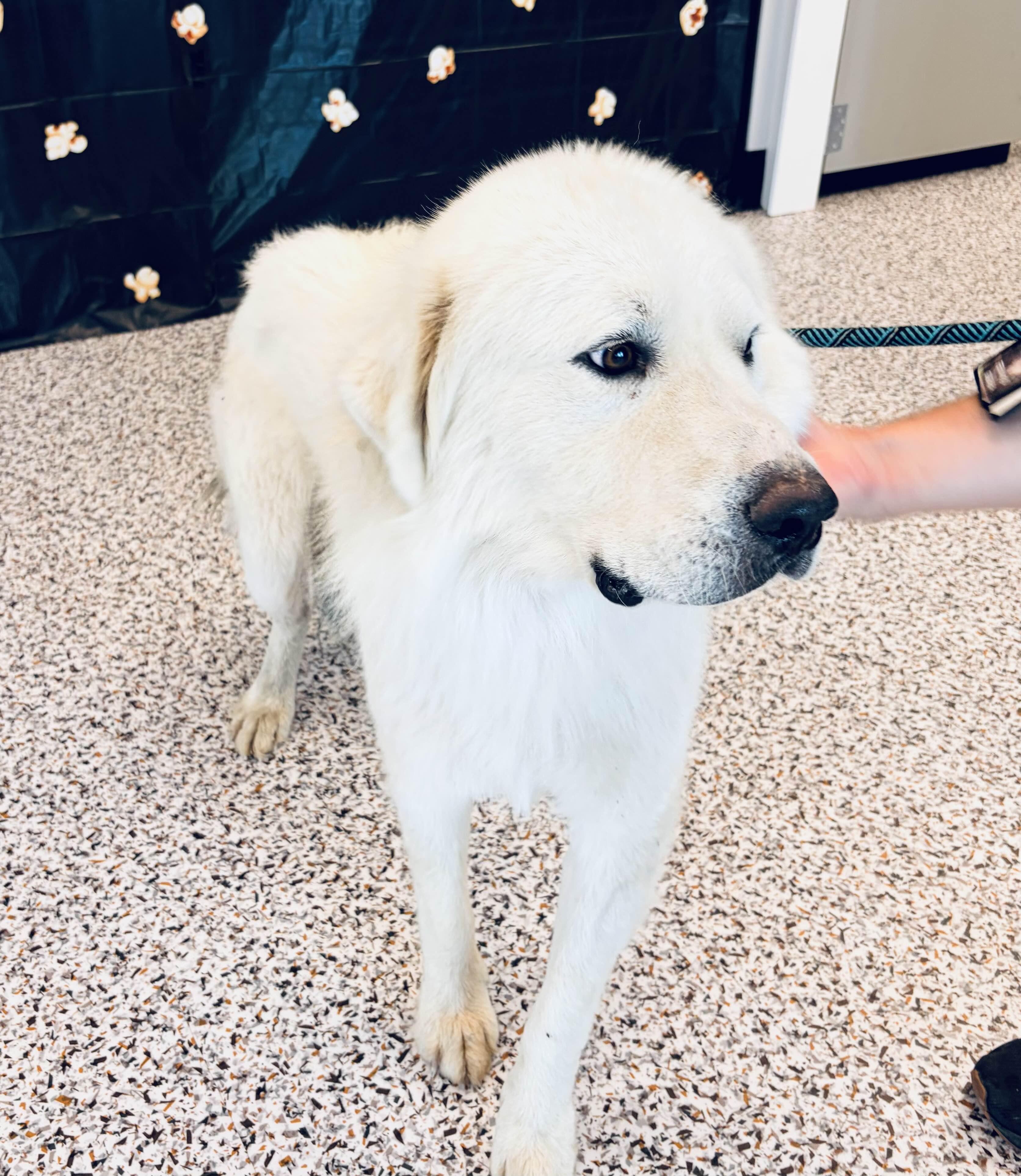 Enlarge Daddio DFW, a Adoptable Great Pyrenees in Saint Jo, TX image 2/3