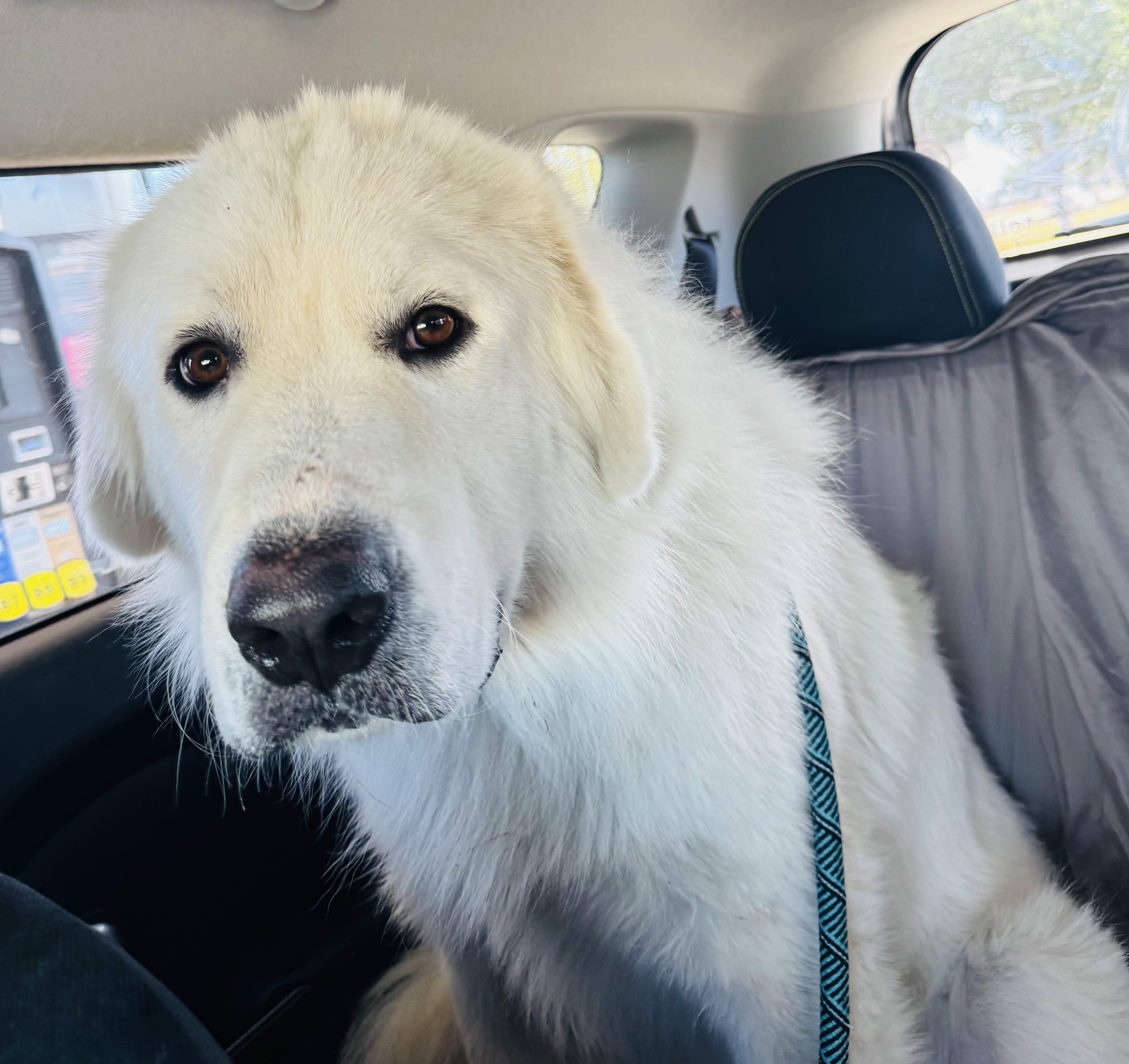 Enlarge Daddio DFW, a Adoptable Great Pyrenees in Saint Jo, TX image 3/3