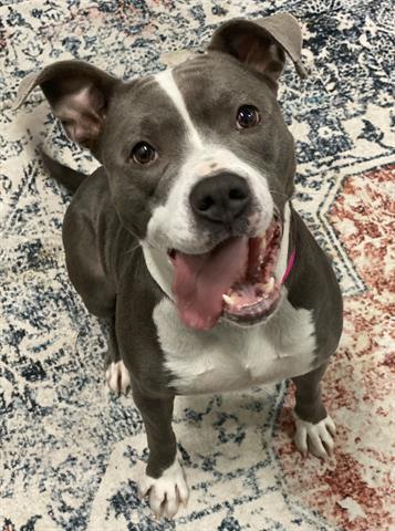 Enlarge TRU, a Adoptable Pit Bull Terrier in Dayton, OH image 1/1