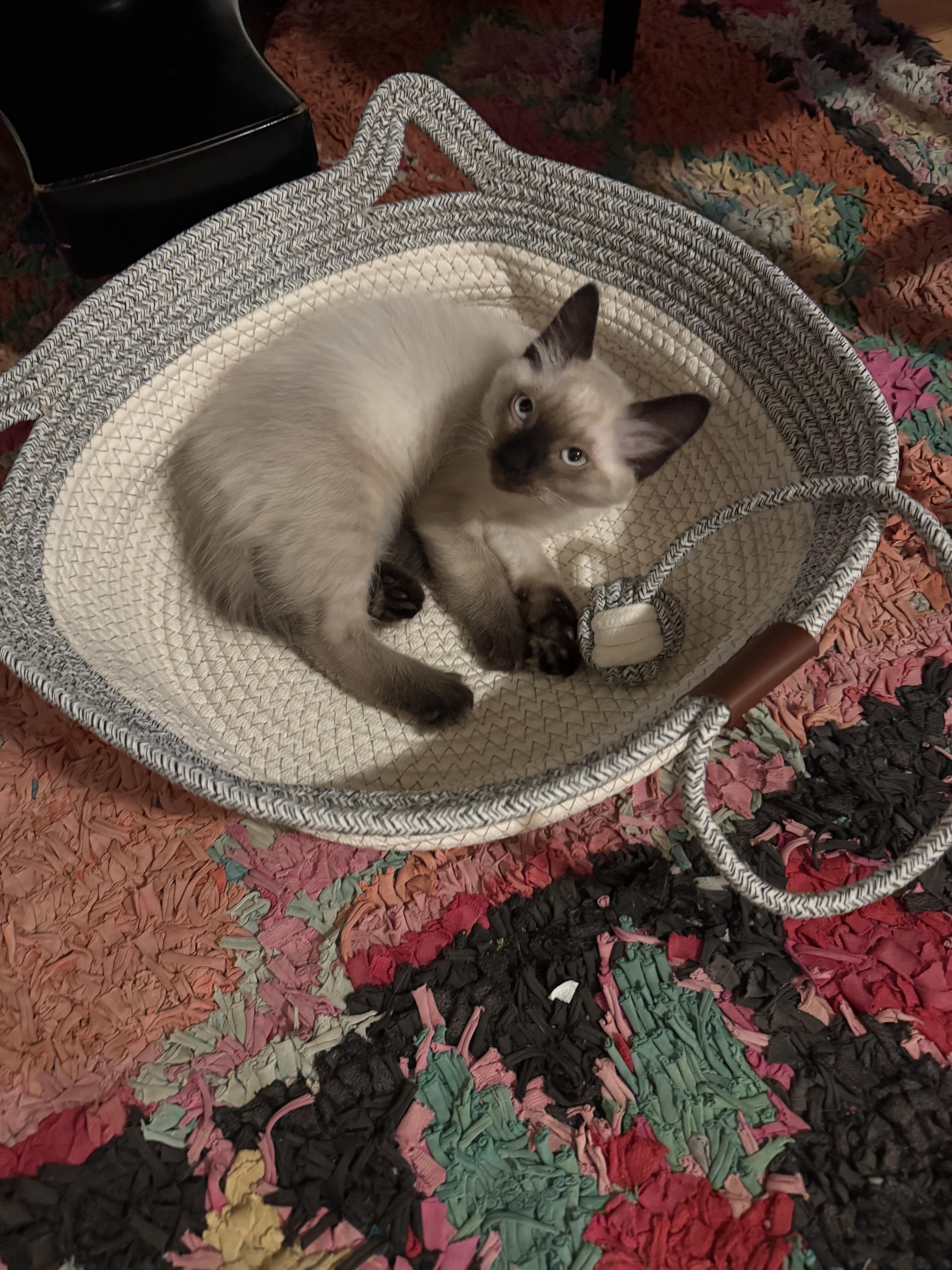 Butters- WAIT LIST ONLY, Adoptable, Young Female Ragdoll.