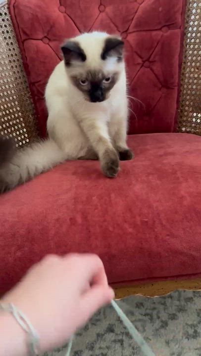 Enlarge Butters- WAIT LIST ONLY, a Adoptable mixed breed in Malibu, CA video 4/4