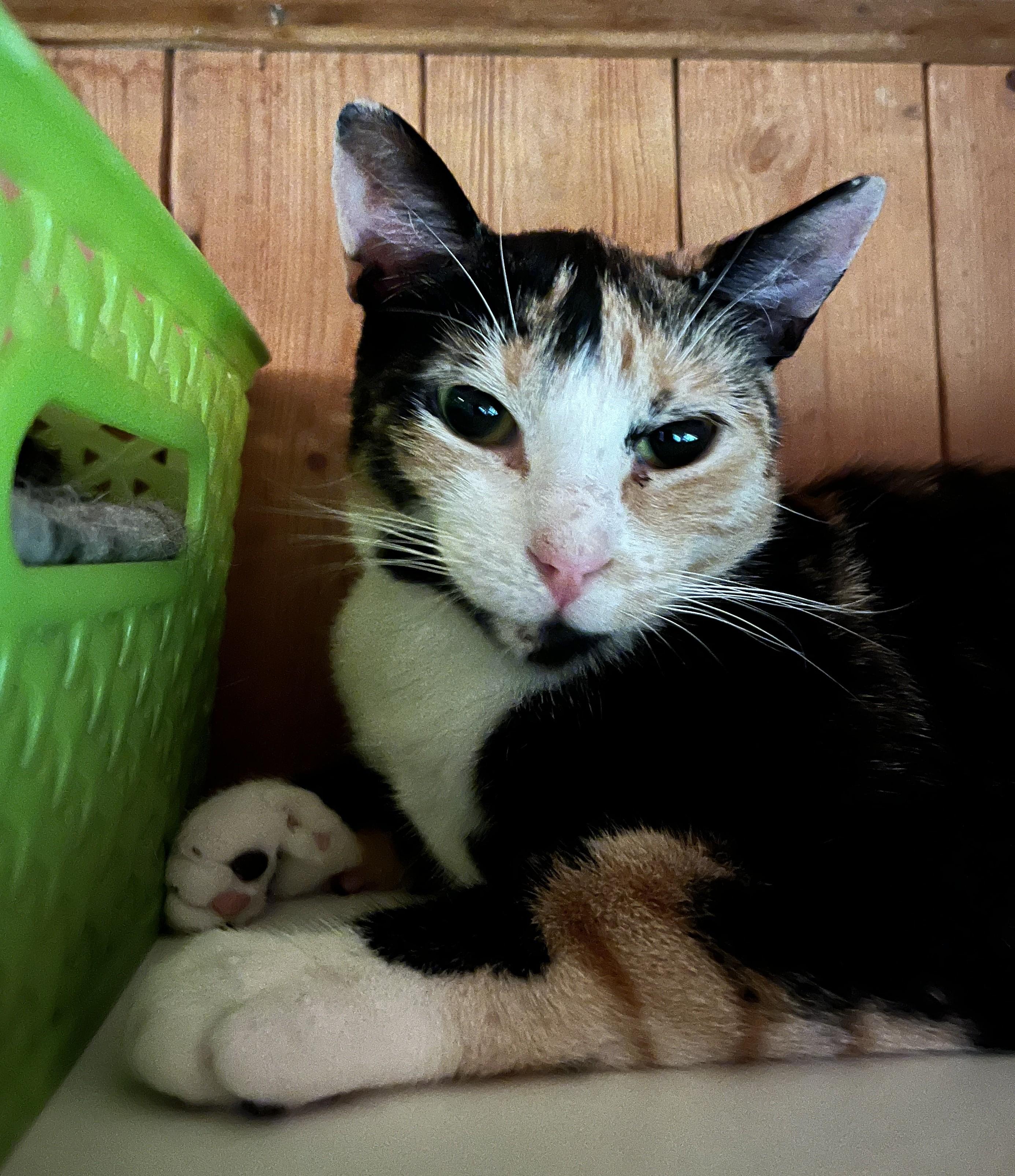 WENDIE (CR/SC), a Adoptable Domestic Short Hair in Sainte-Angele-de-Monnoir, QC image 3/6