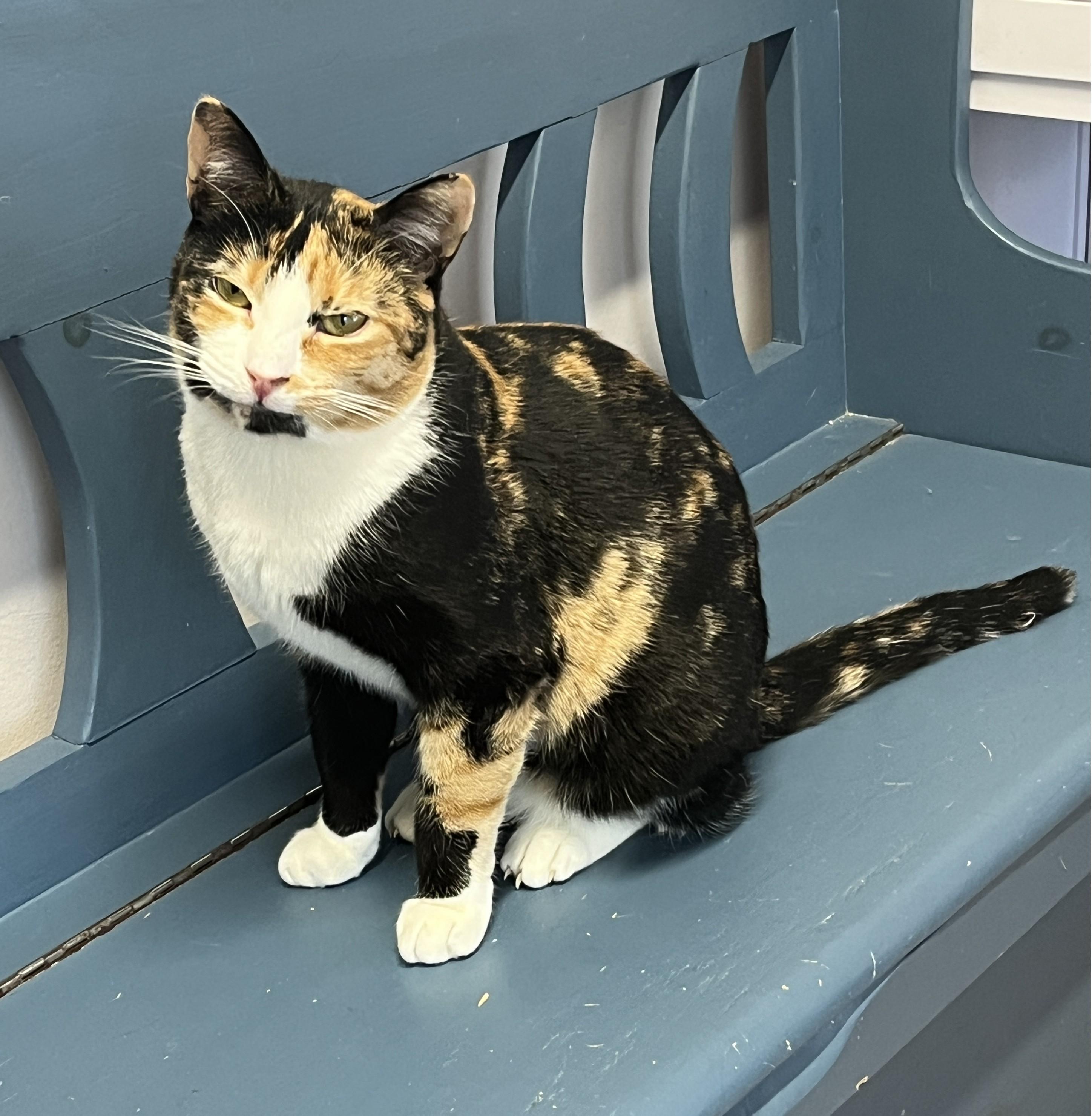 WENDIE (CR/SC), a Adoptable Domestic Short Hair in Sainte-Angele-de-Monnoir, QC image 2/6