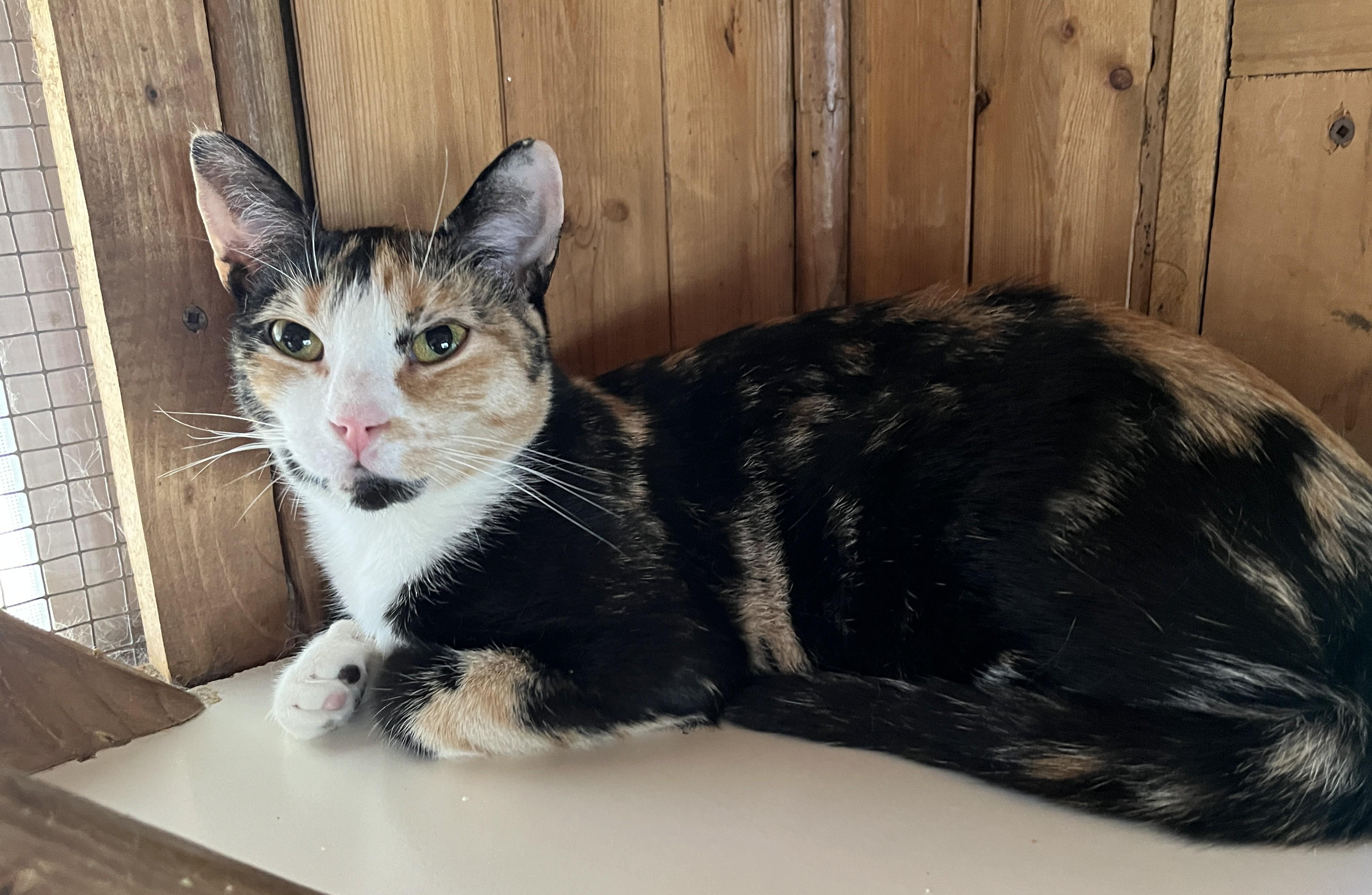 WENDIE (CR/SC), a Adoptable Domestic Short Hair in Sainte-Angele-de-Monnoir, QC image 5/6