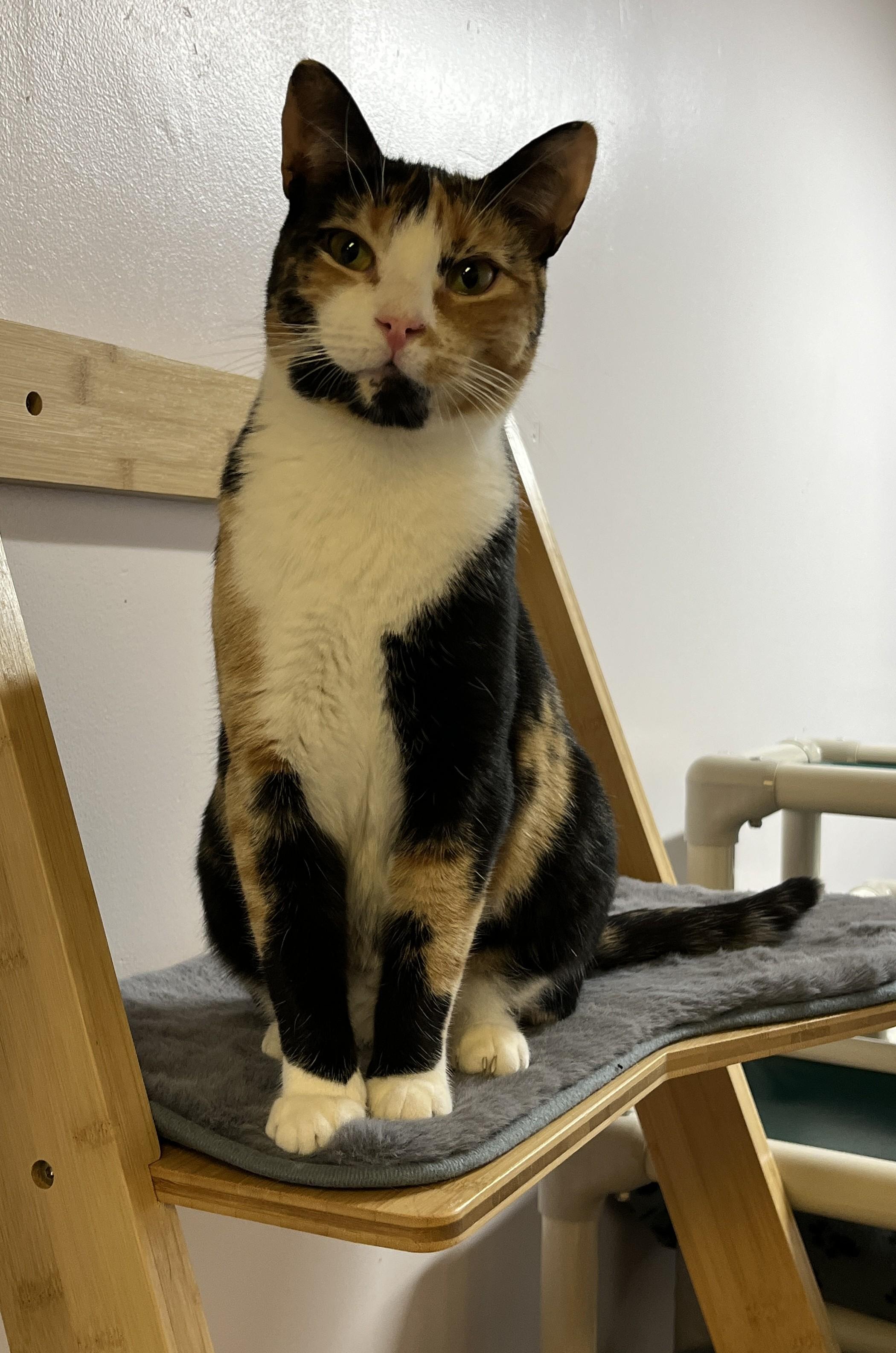 WENDIE (CR/SC), a Adoptable Domestic Short Hair in Sainte-Angele-de-Monnoir, QC image 4/6