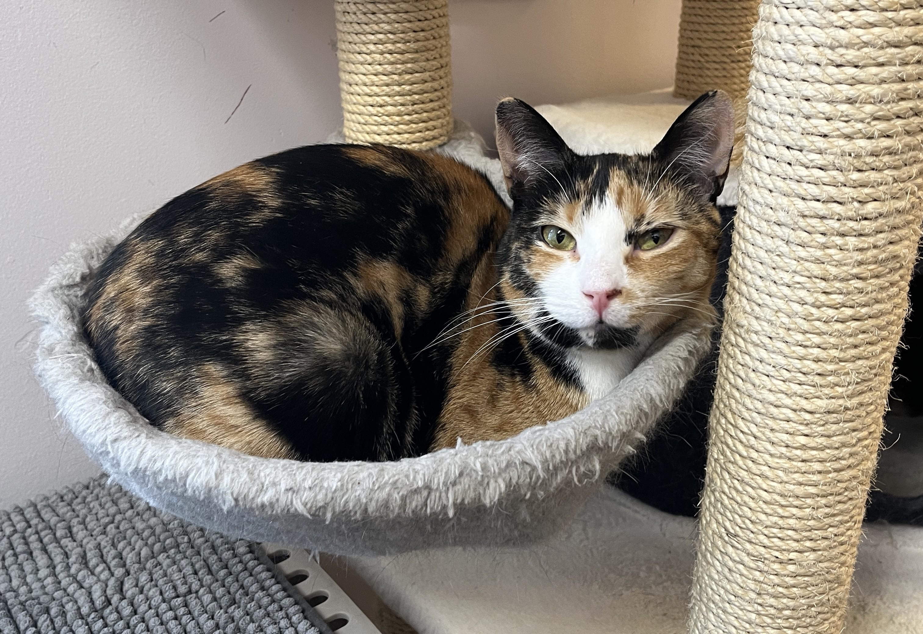 WENDIE (CR/SC), a Adoptable Domestic Short Hair in Sainte-Angele-de-Monnoir, QC image 1/6