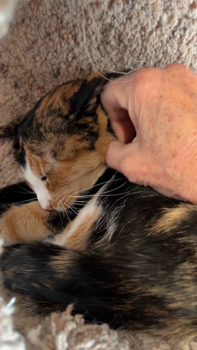 Enlarge WENDIE (CR/SC), a Adoptable Domestic Short Hair in Sainte-Angele-de-Monnoir, QC video 6/6