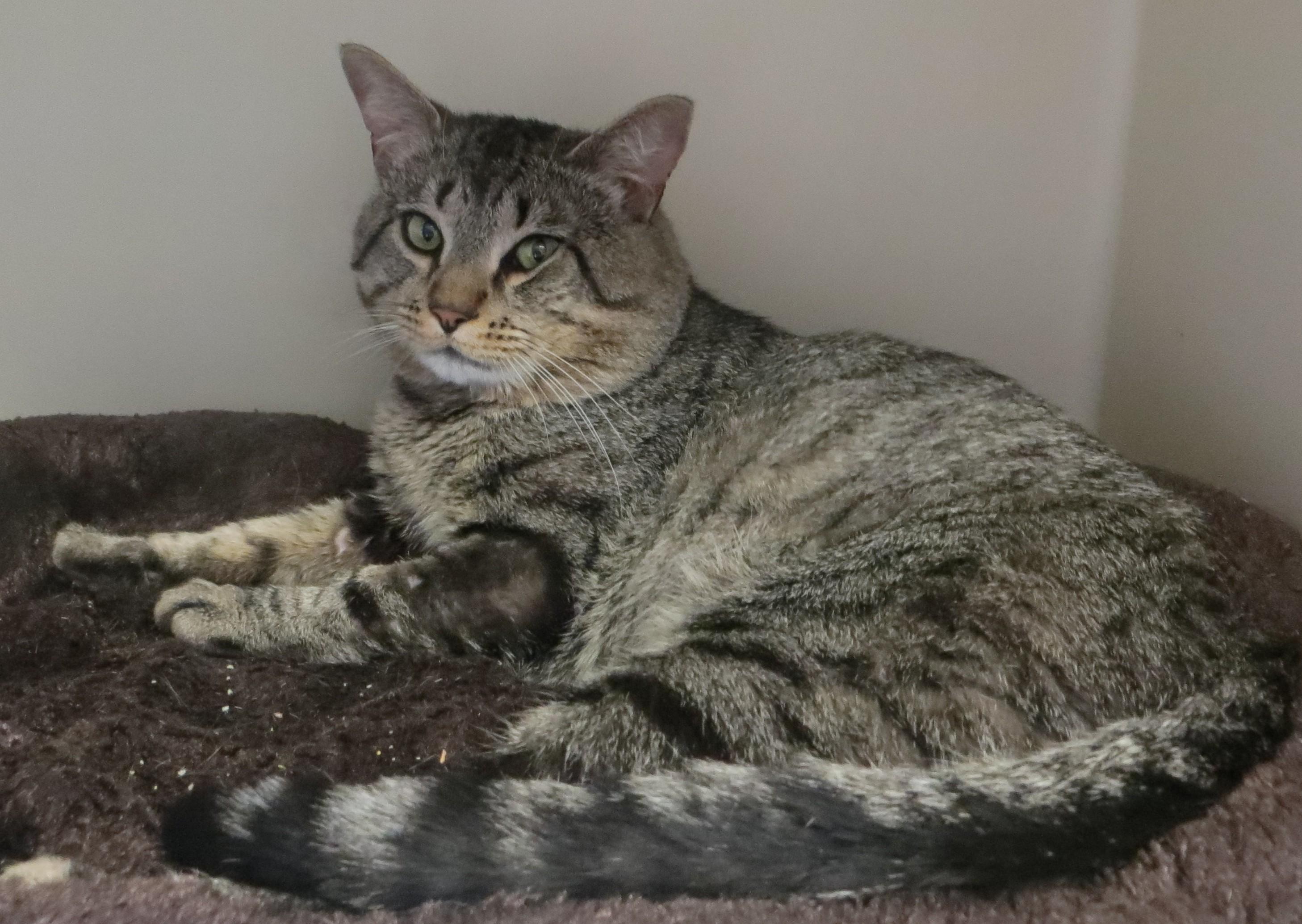 BILLY, a ADOPTABLE Tabby in Taunton, MA image 3/5