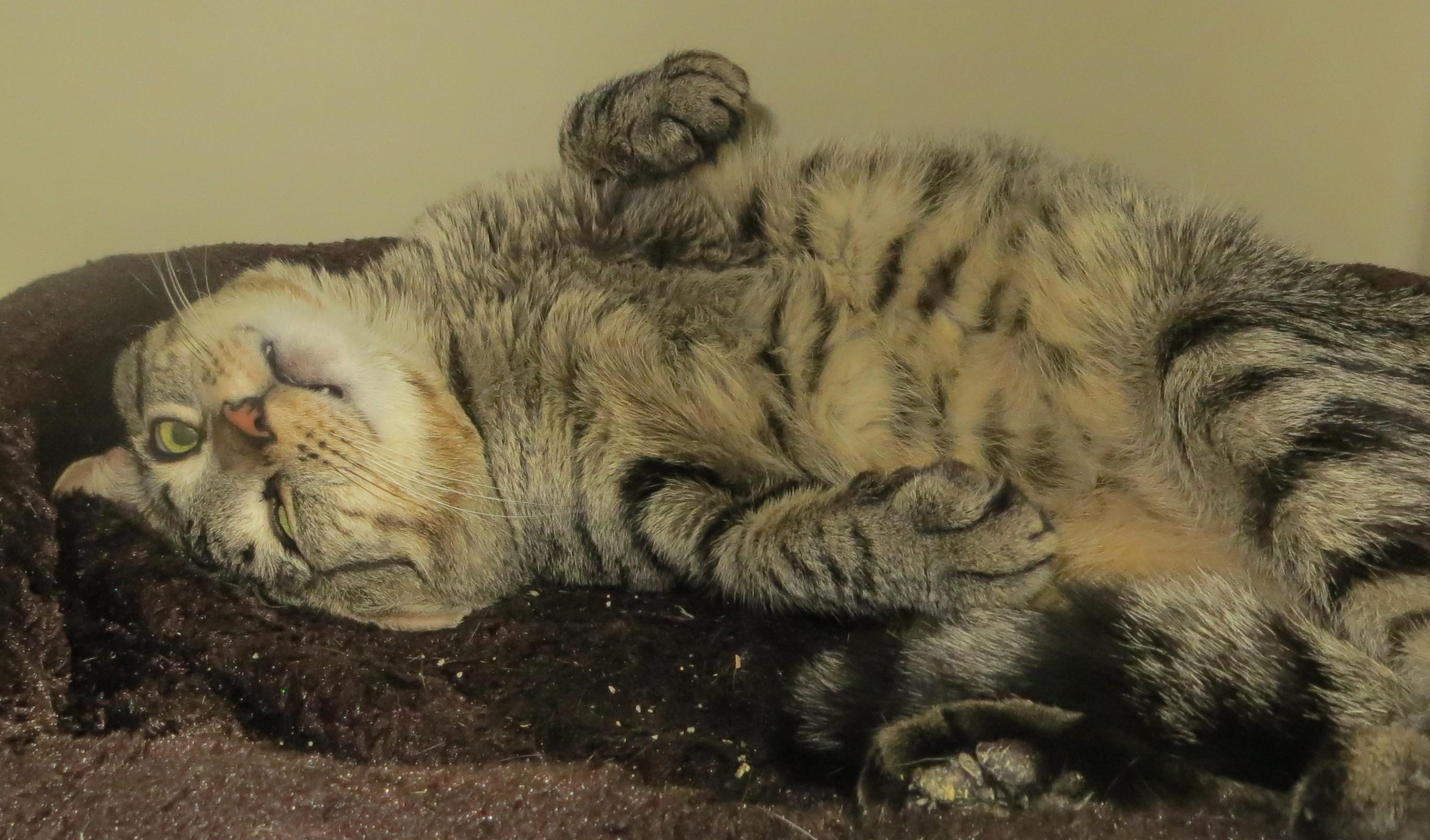BILLY, a ADOPTABLE Tabby in Taunton, MA image 4/5