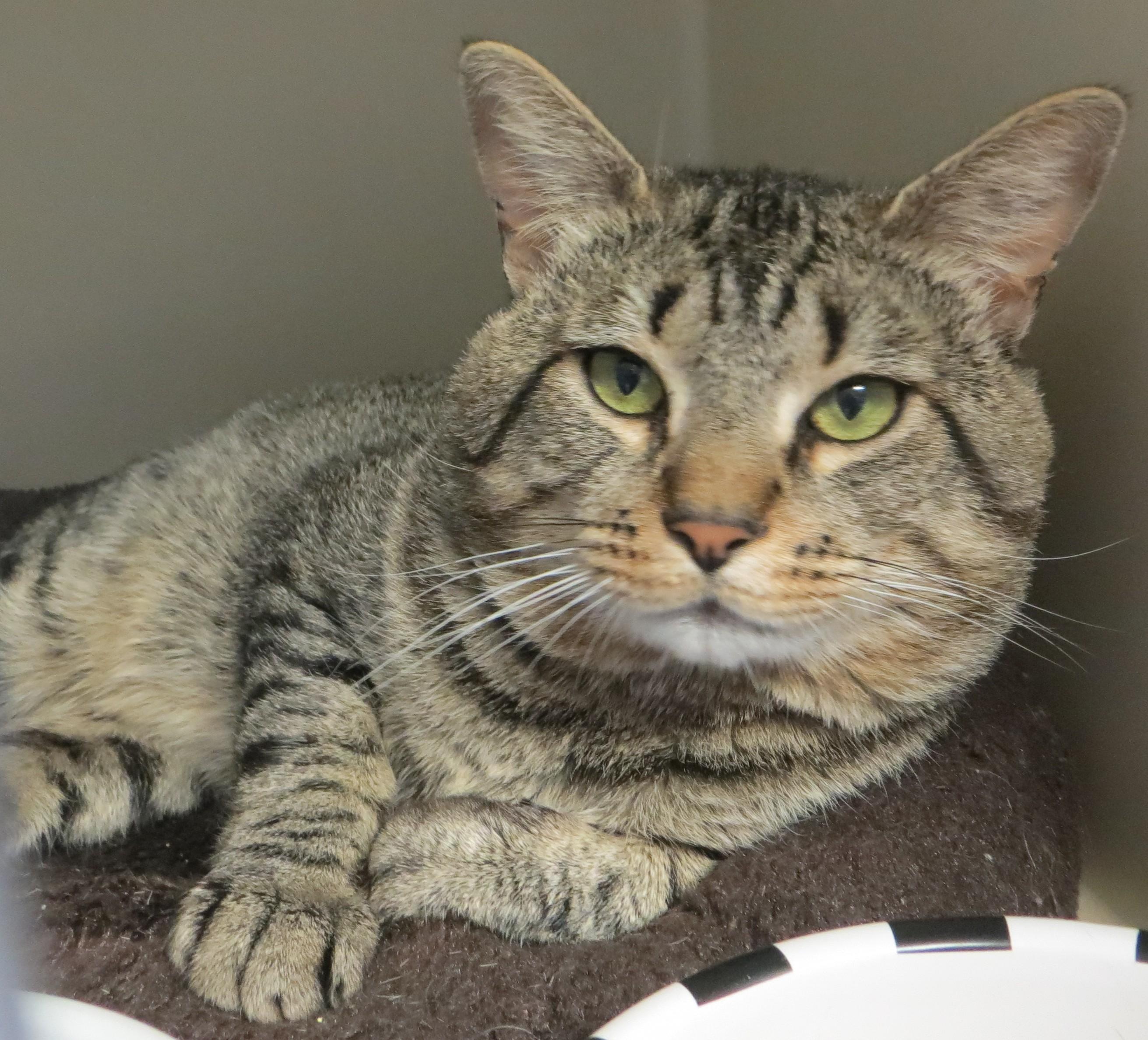 BILLY, a ADOPTABLE Tabby in Taunton, MA image 2/5