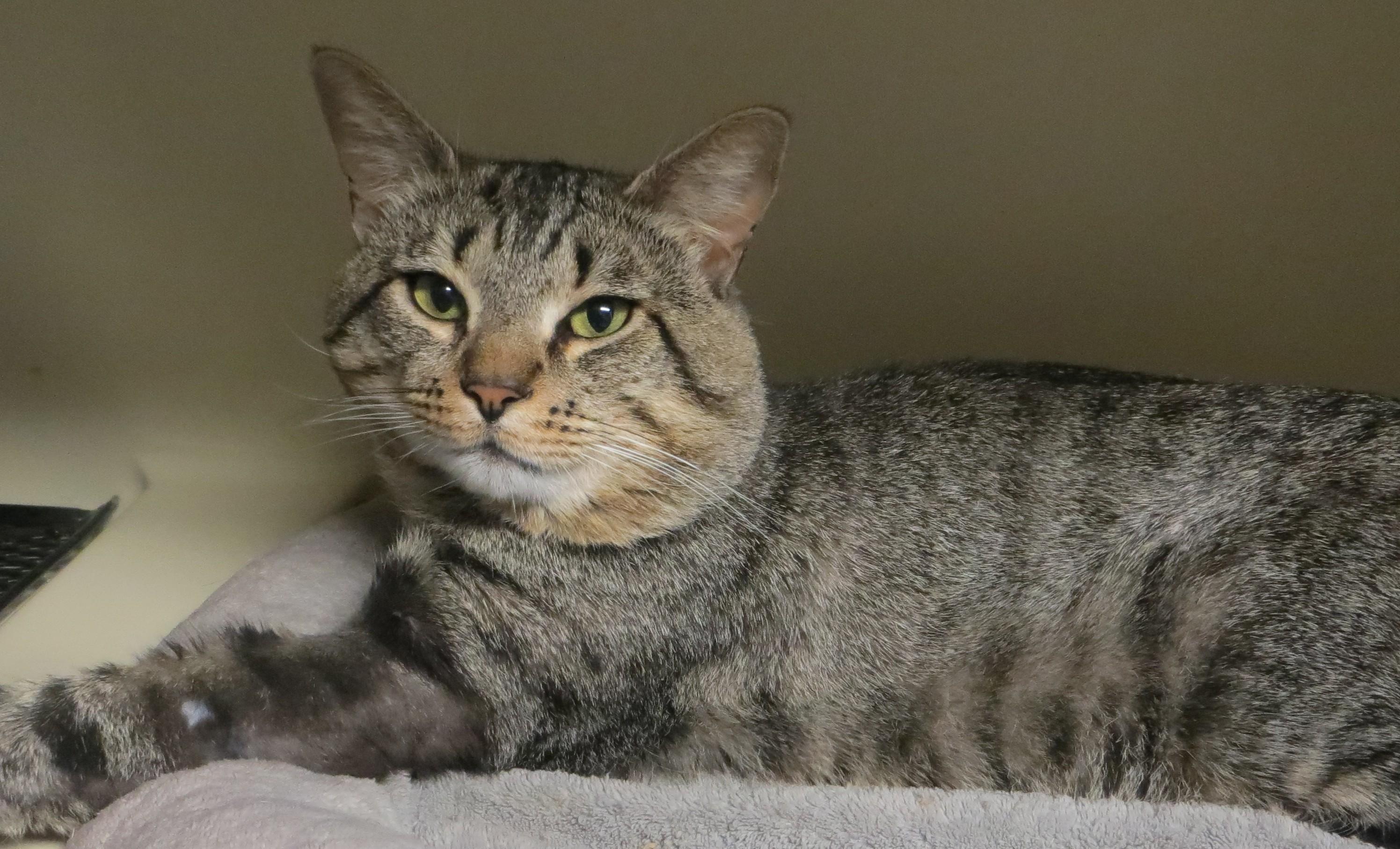 BILLY, ADOPTABLE, Adult Male Tabby.