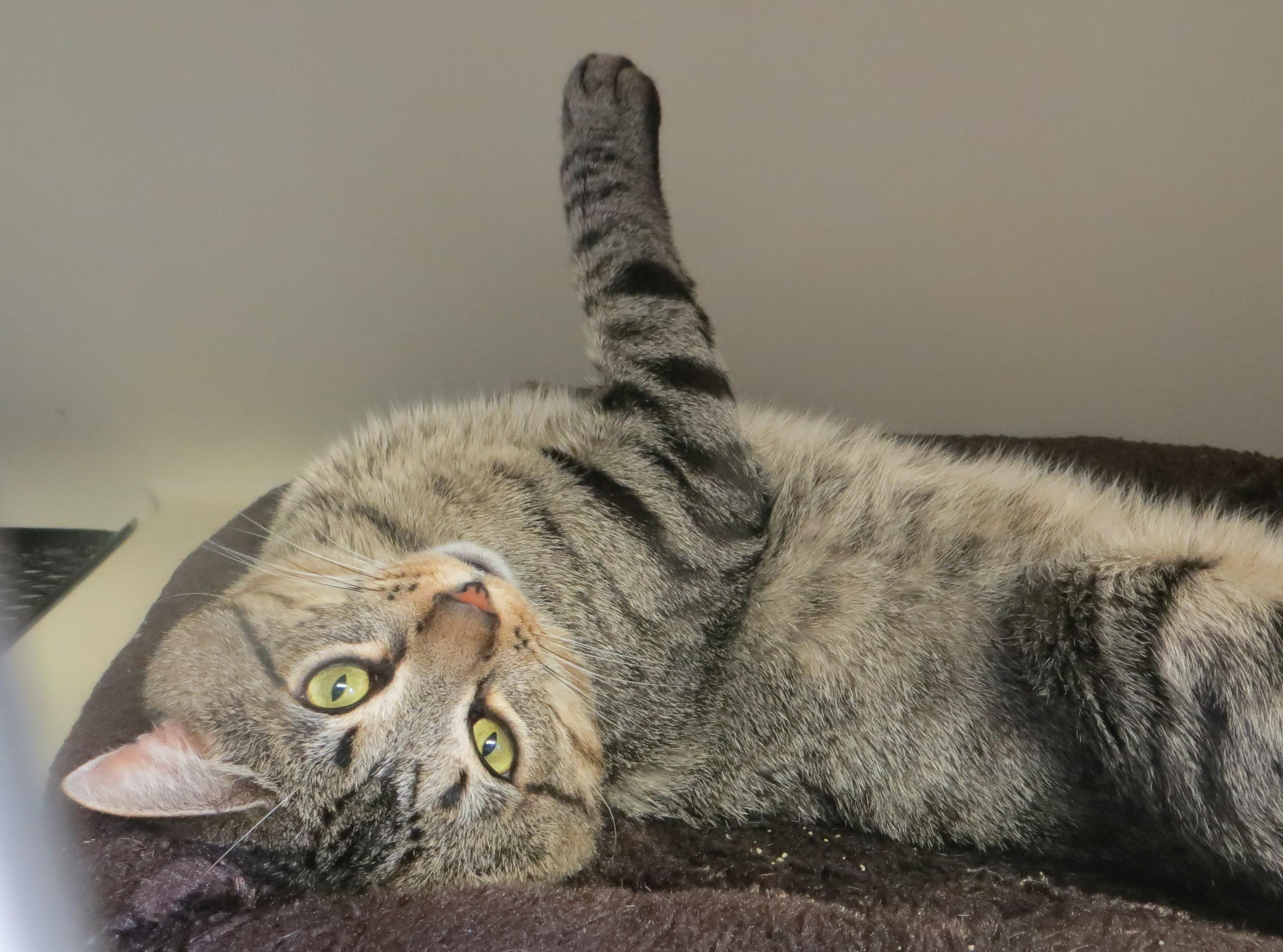 BILLY, a ADOPTABLE Tabby in Taunton, MA image 5/5