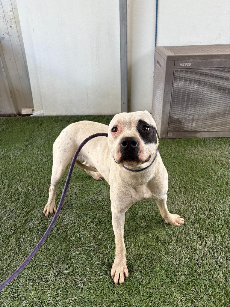 Phoebe, a Adoptable mixed breed in Newman, CA image 2/6