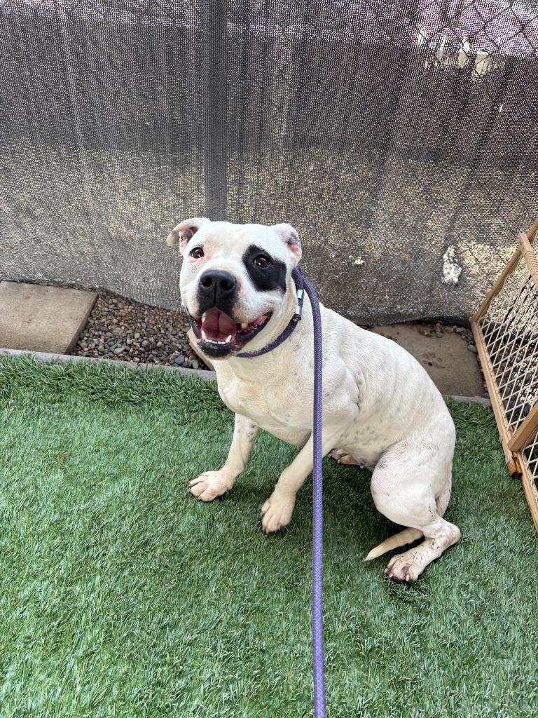 Phoebe, a Adoptable mixed breed in Newman, CA image 3/6