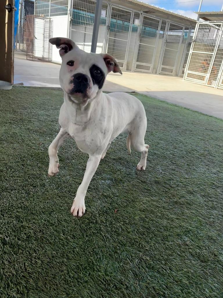 Phoebe, a Adoptable mixed breed in Newman, CA image 4/6