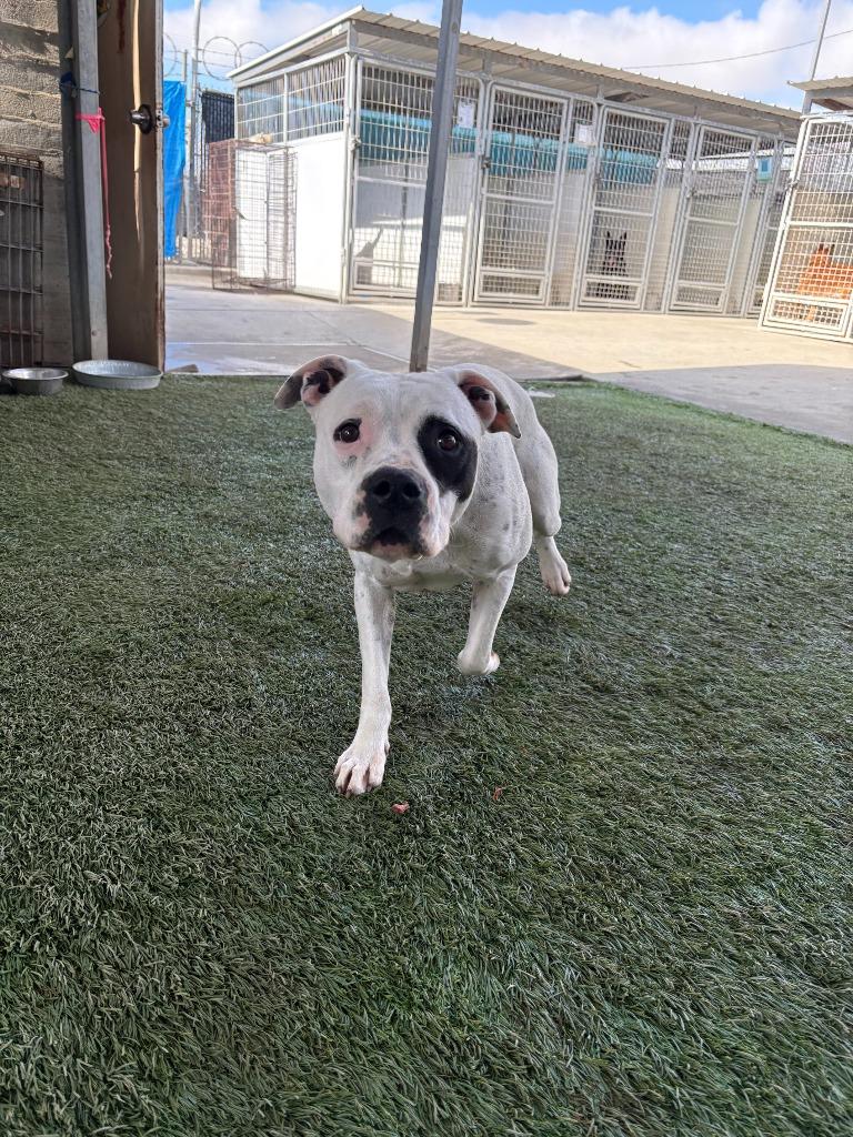 Phoebe, a Adoptable mixed breed in Newman, CA image 5/6