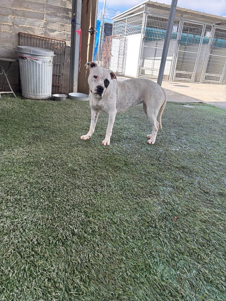 Phoebe, a Adoptable mixed breed in Newman, CA image 6/6