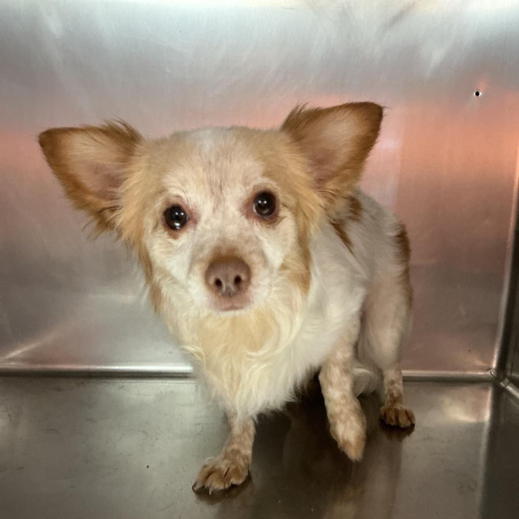 Chris H, Adoptable, Adult Male Chihuahua.