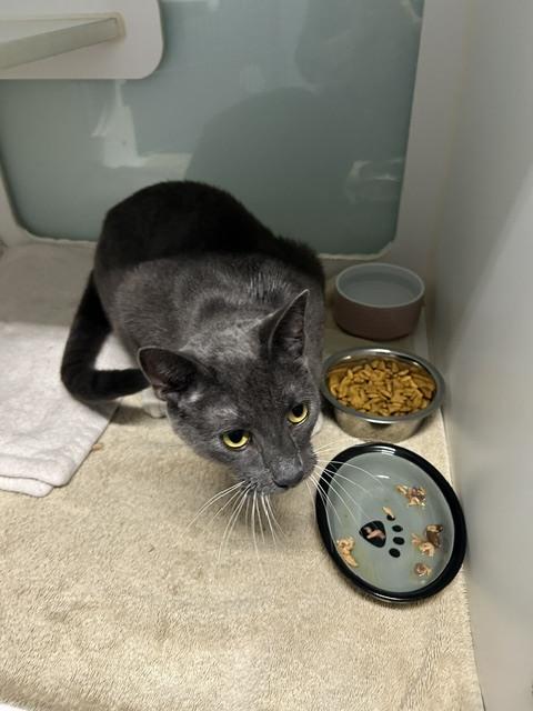 Greygoose (@ The Whisker Room cat cafe), Adoptable, Adult Male Domestic Short Hair.