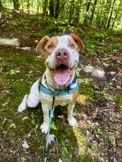 Enlarge BO, a Adoptable American Bulldog in Upper Marlboro, MD image 1/1