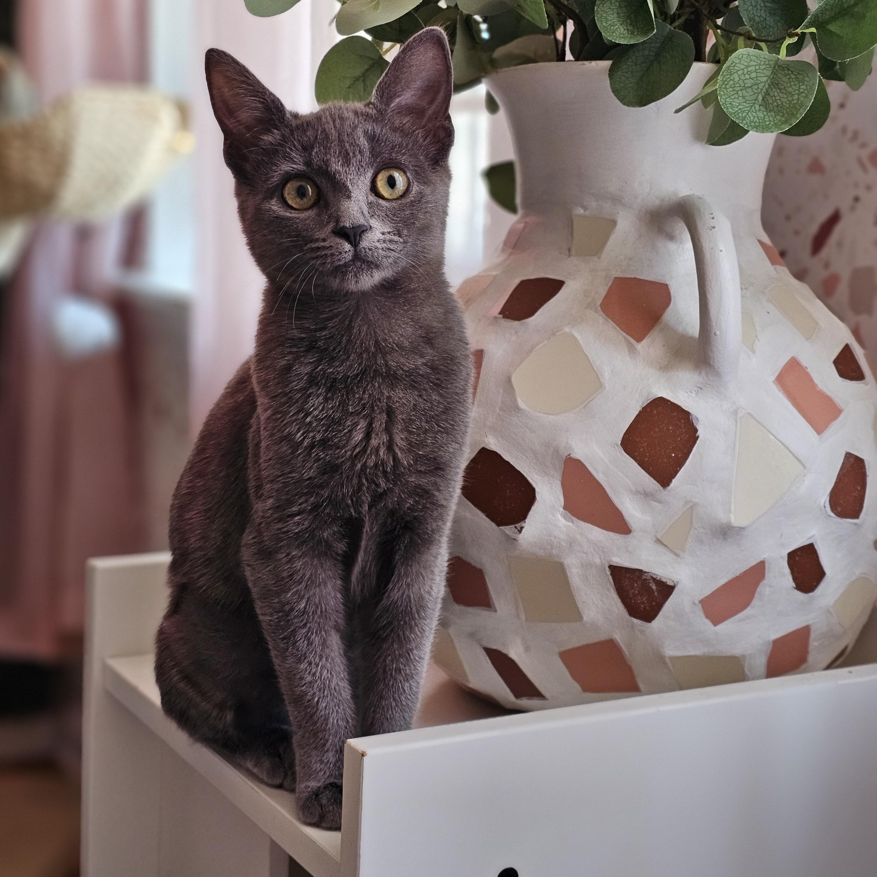 Martini, Adoptable, Kitten Female Domestic Short Hair.