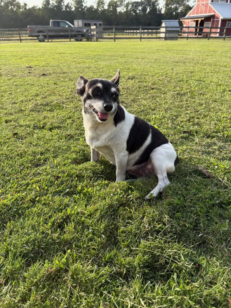 Enlarge Sylvia, a Adopted mixed breed in Durham, NC image 5/5