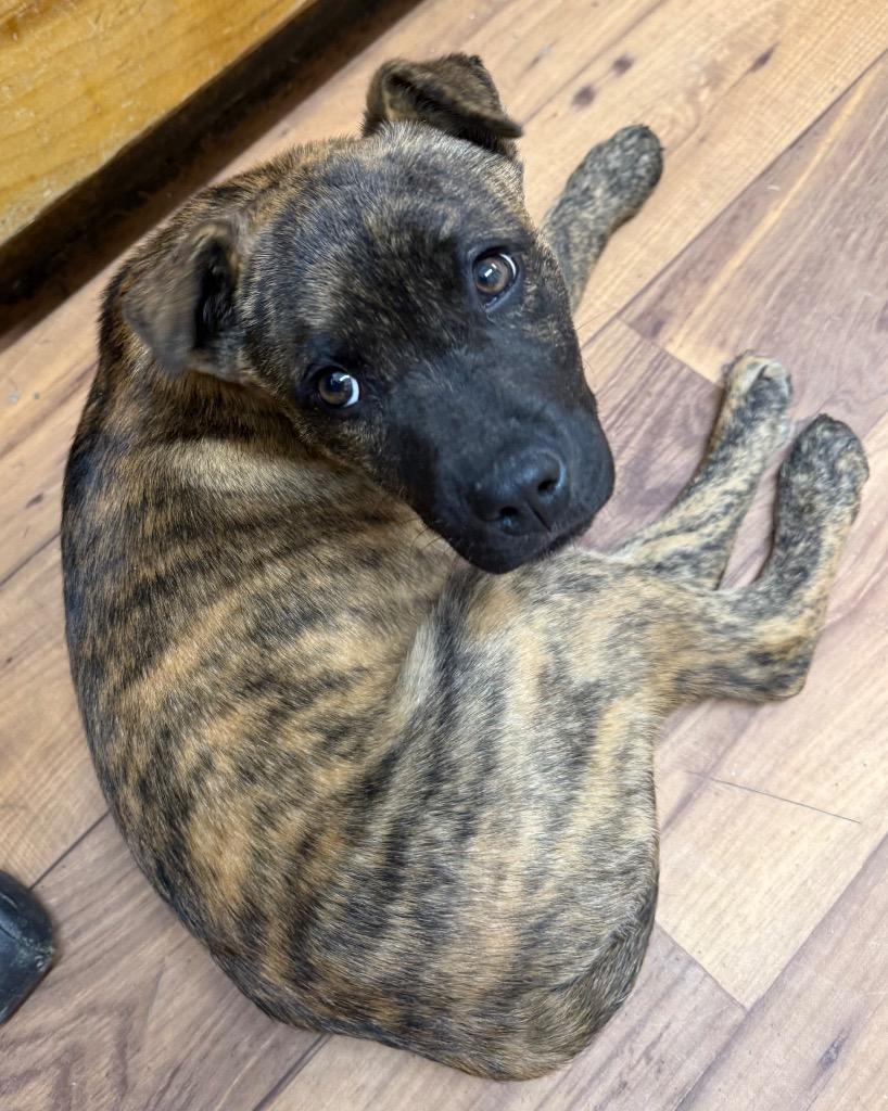 Enlarge Rockie, a Adoptable mixed breed in Fayetteville, TN image 1/1