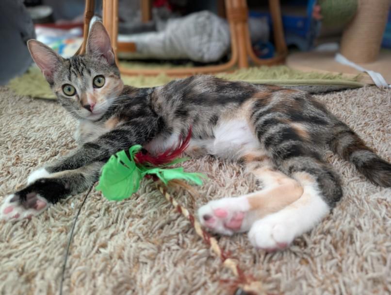 MISSY, Adoptable, Young Female Domestic Short Hair.