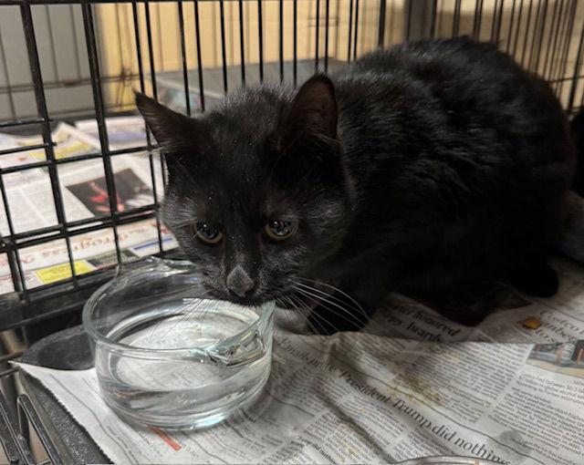 Marshmallow, Adopted, Young Female Domestic Medium Hair.