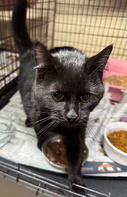 Marshmallow, Adopted, Young Female Domestic Medium Hair.
