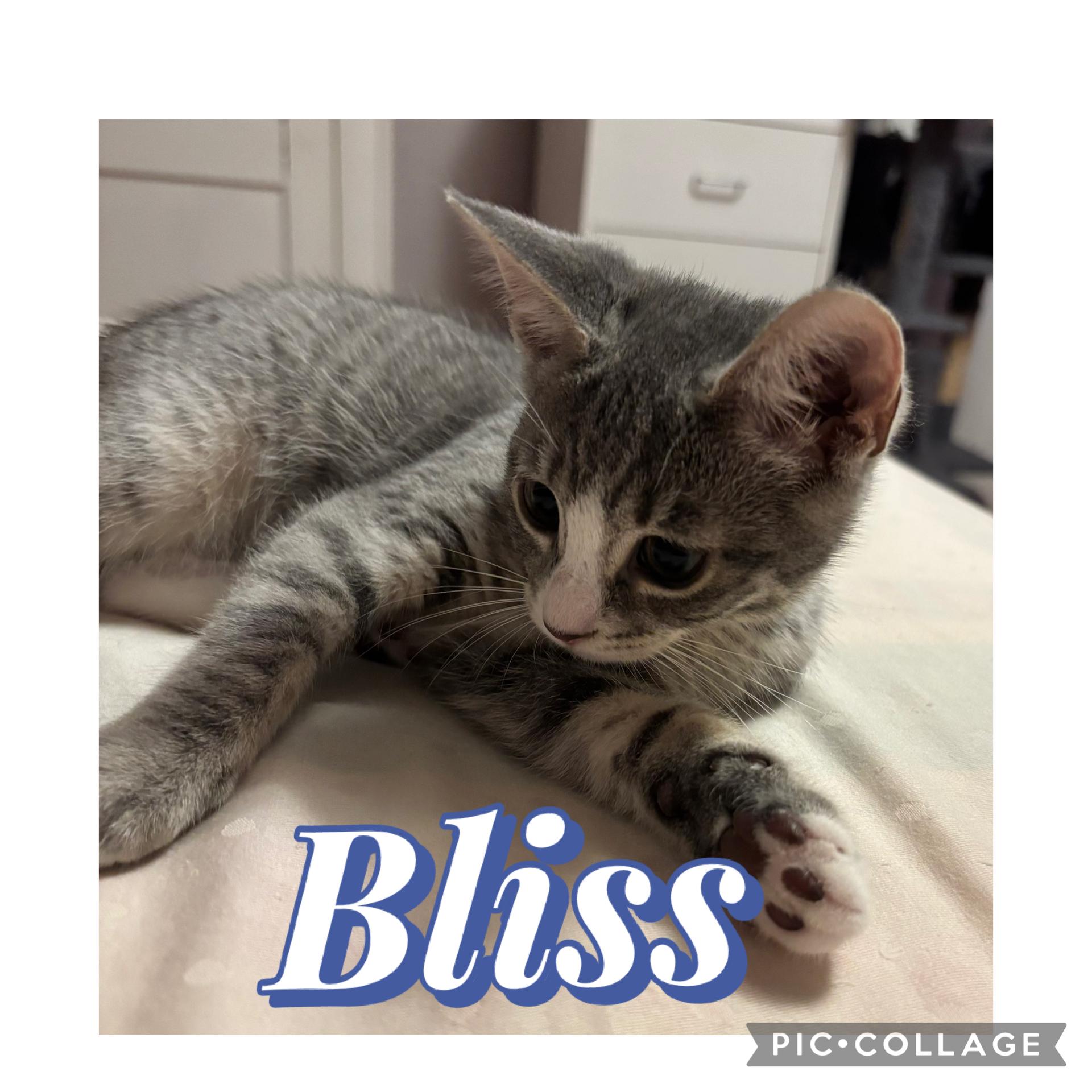 Ganache and Bliss photo 4