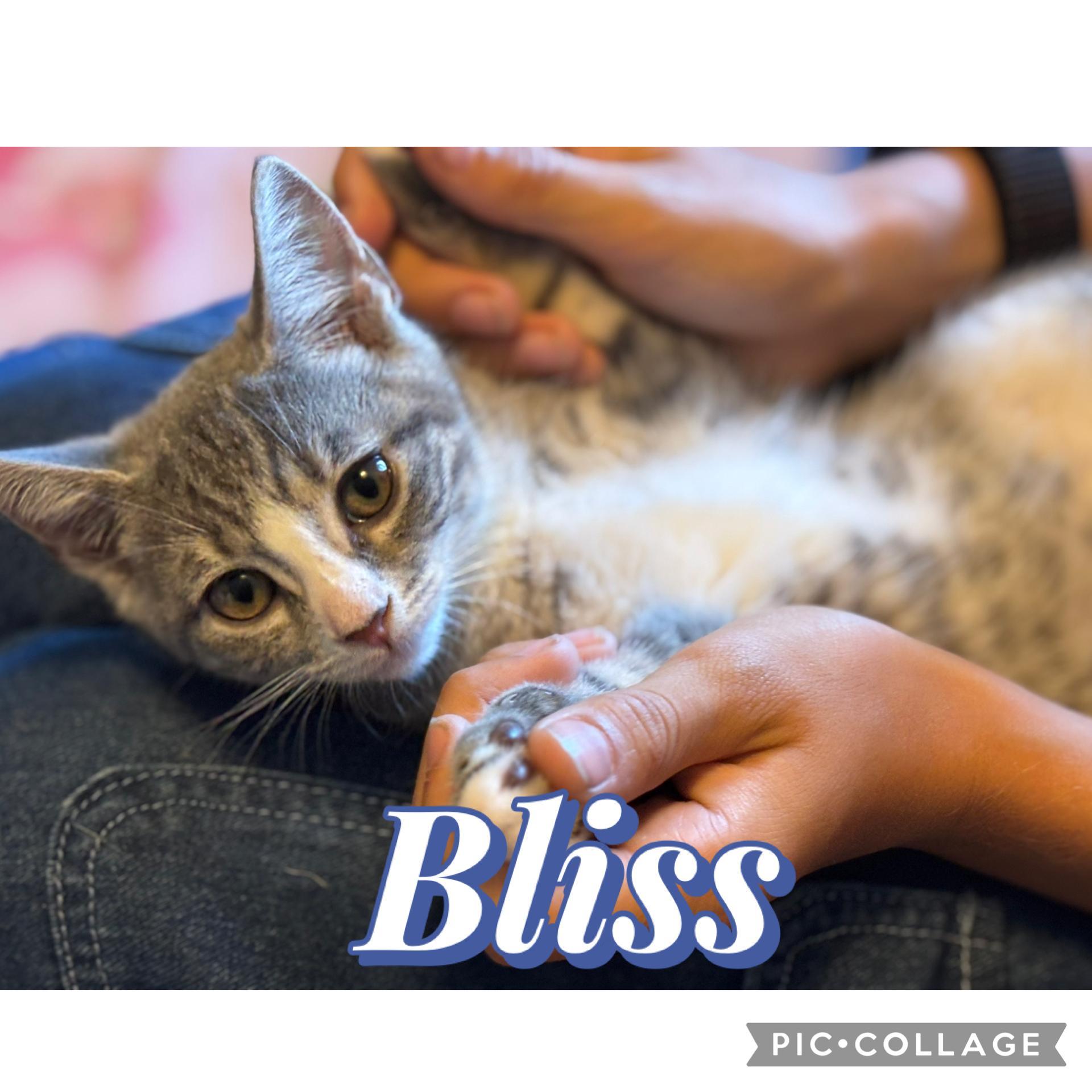 Ganache and Bliss Tabby Cat