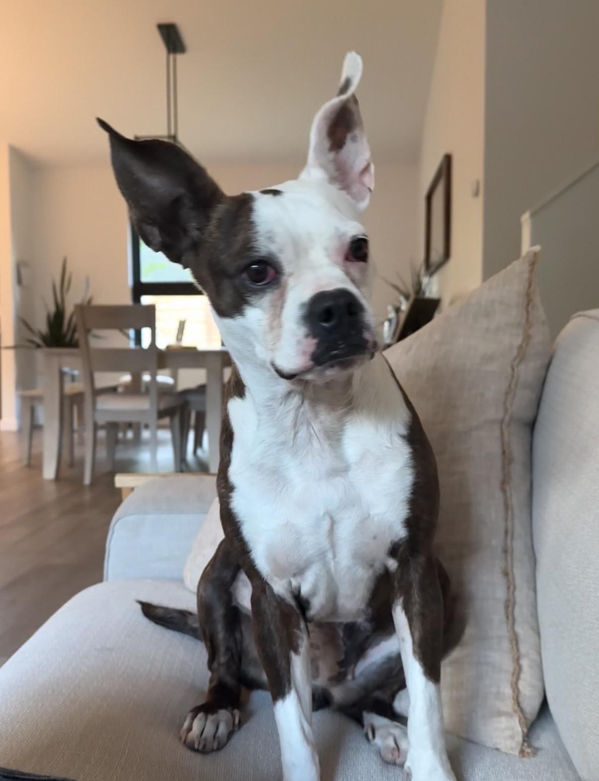 Stella Luna, ADOPTABLE, Adult Female Boston Terrier.