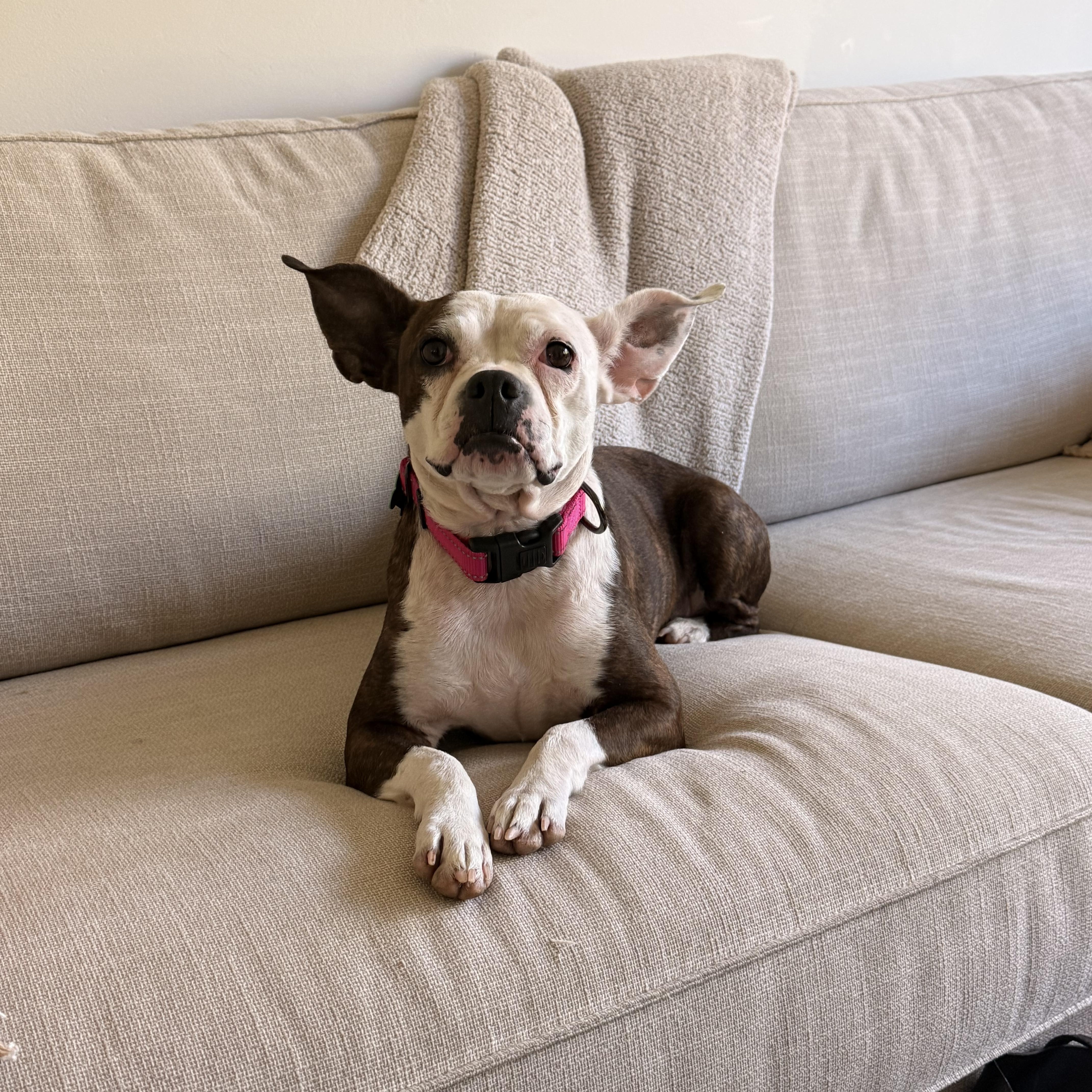 Stella Luna, a ADOPTABLE Boston Terrier in Aspen, CO image 2/3