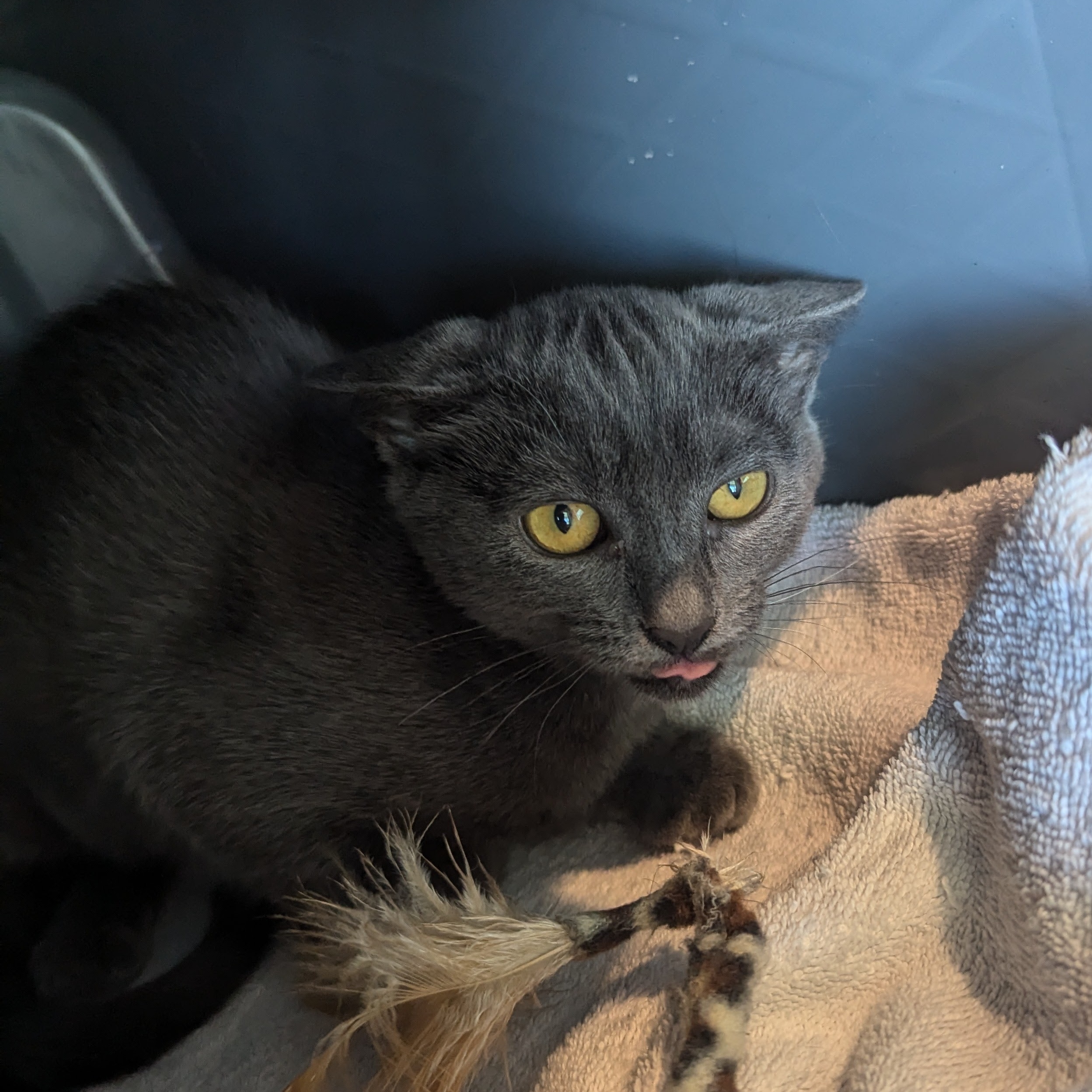 Enlarge Loon, a Adopted Russian Blue in Richmond, VA image 3/3