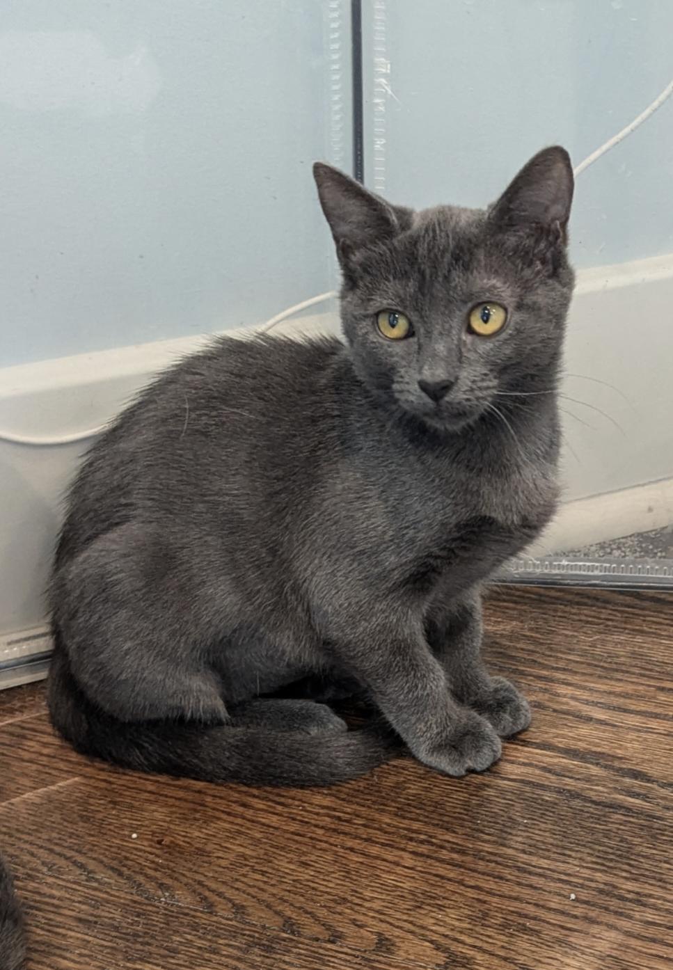 Enlarge Loon, a Adopted Russian Blue in Richmond, VA image 1/3