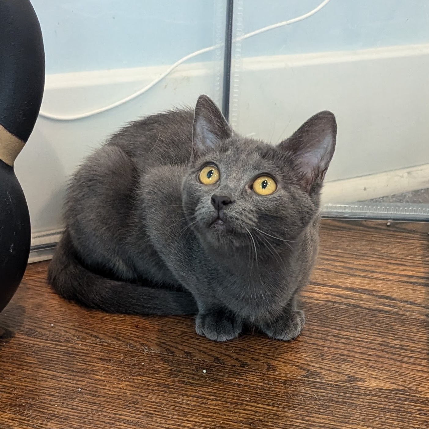 Enlarge Loon, a Adopted Russian Blue in Richmond, VA image 2/3