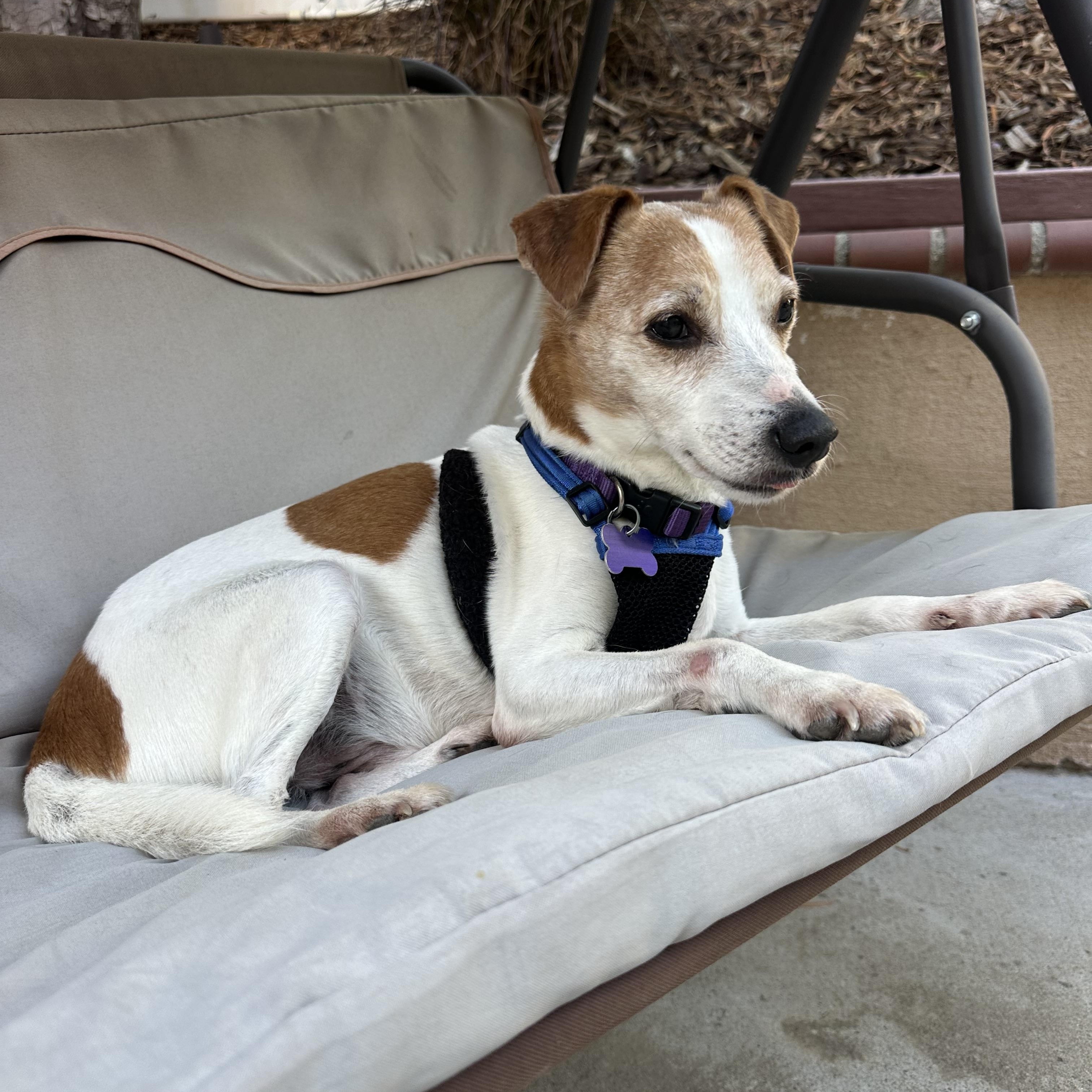 Wesley, a ADOPTABLE mixed breed in Mission Viejo, CA image 4/6