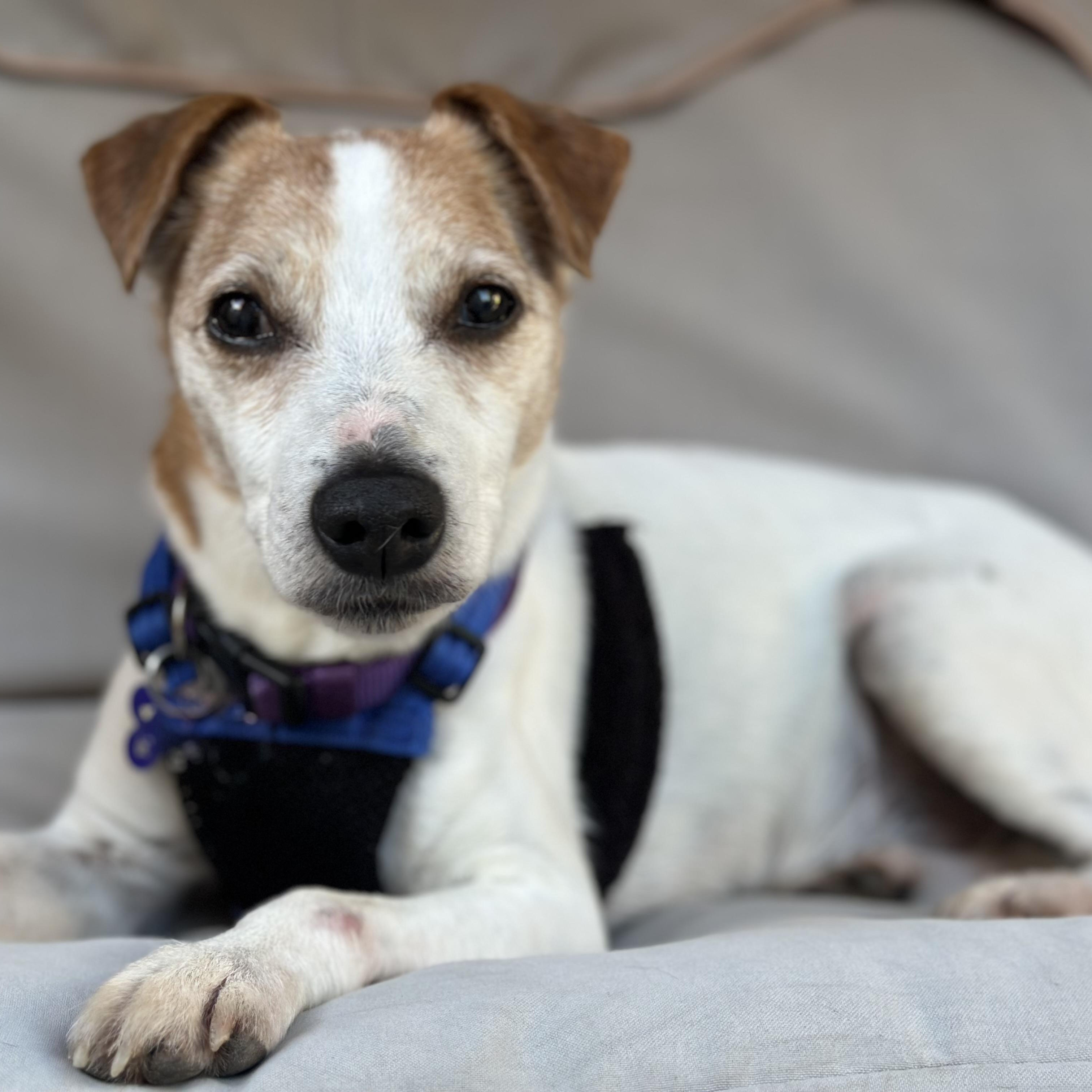 Wesley, a ADOPTABLE mixed breed in Mission Viejo, CA image 2/6