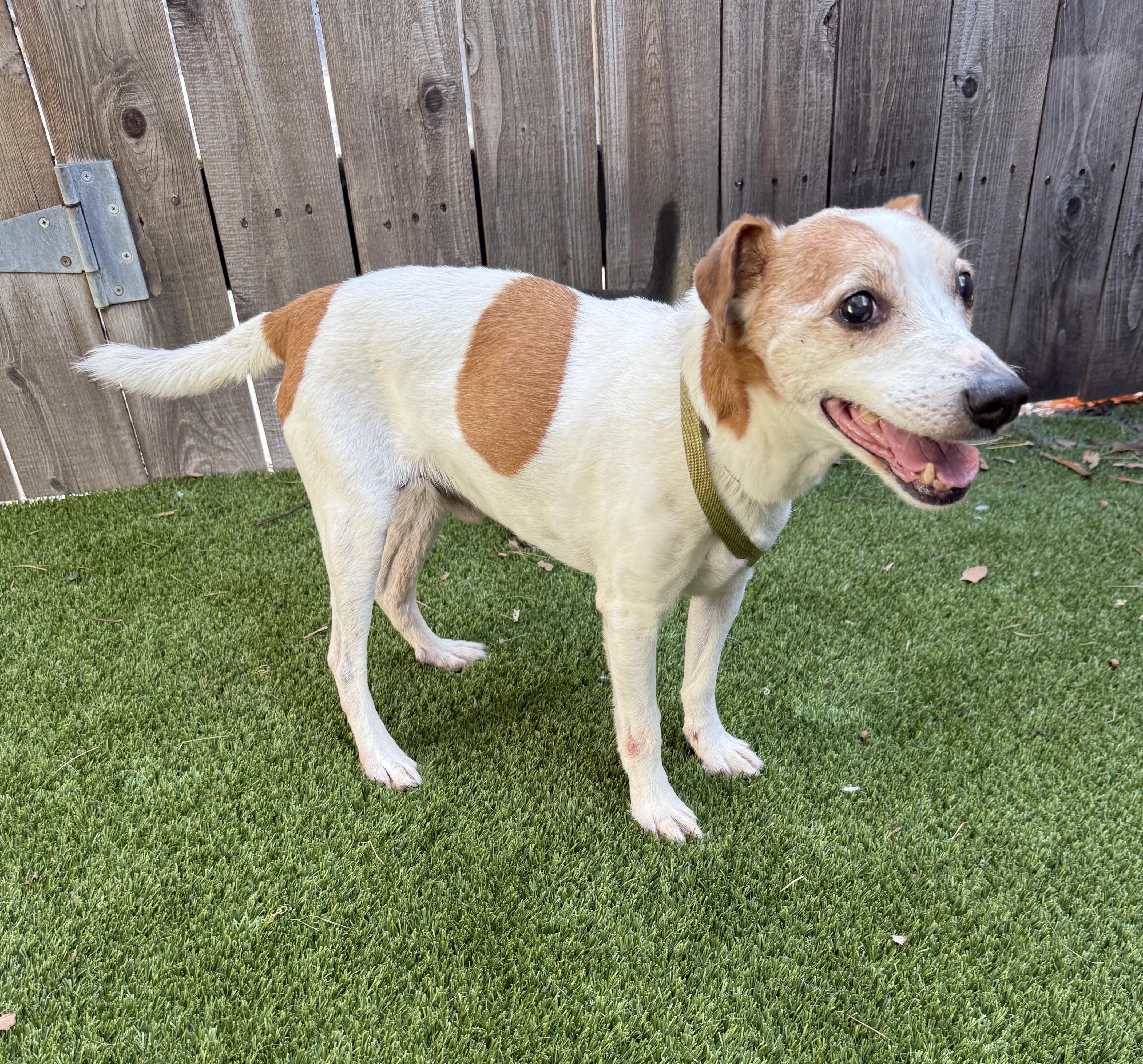 Wesley, a ADOPTABLE mixed breed in Mission Viejo, CA image 3/6