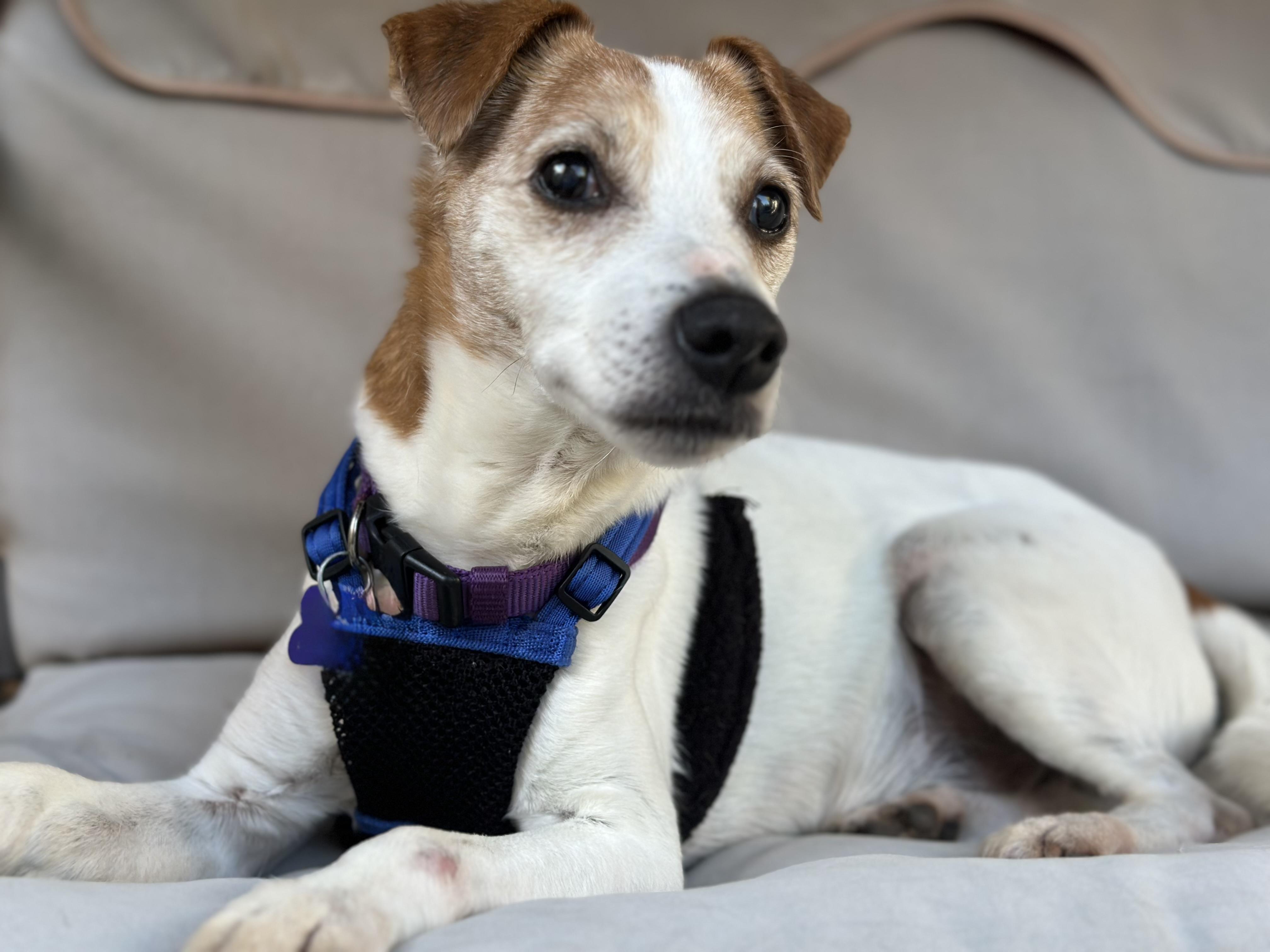 Wesley, a ADOPTABLE mixed breed in Mission Viejo, CA image 5/6
