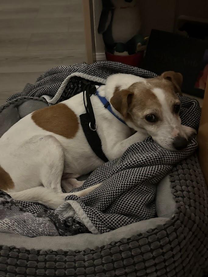 Wesley, a ADOPTABLE mixed breed in Mission Viejo, CA image 6/6