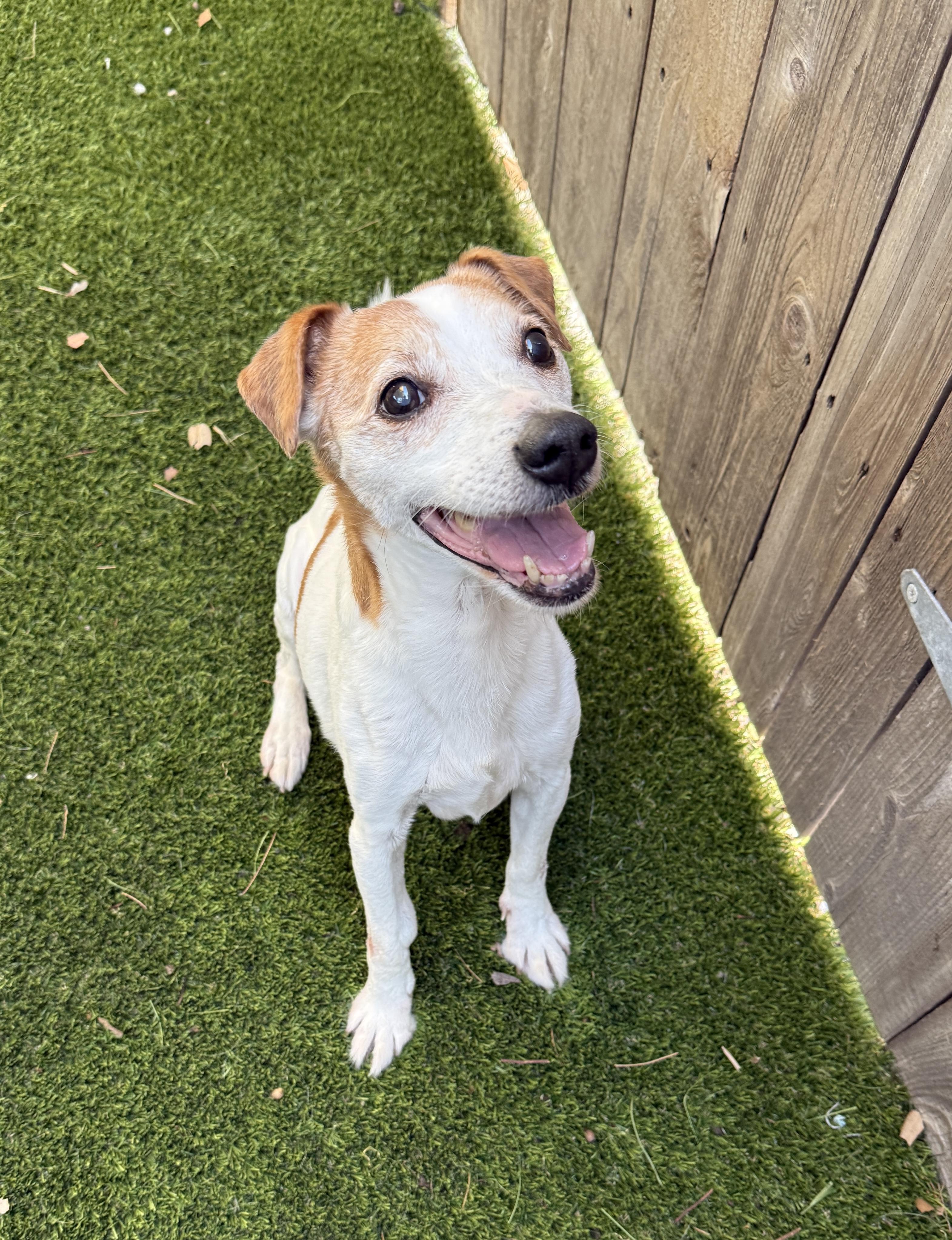 Wesley, a ADOPTABLE mixed breed in Mission Viejo, CA image 1/6
