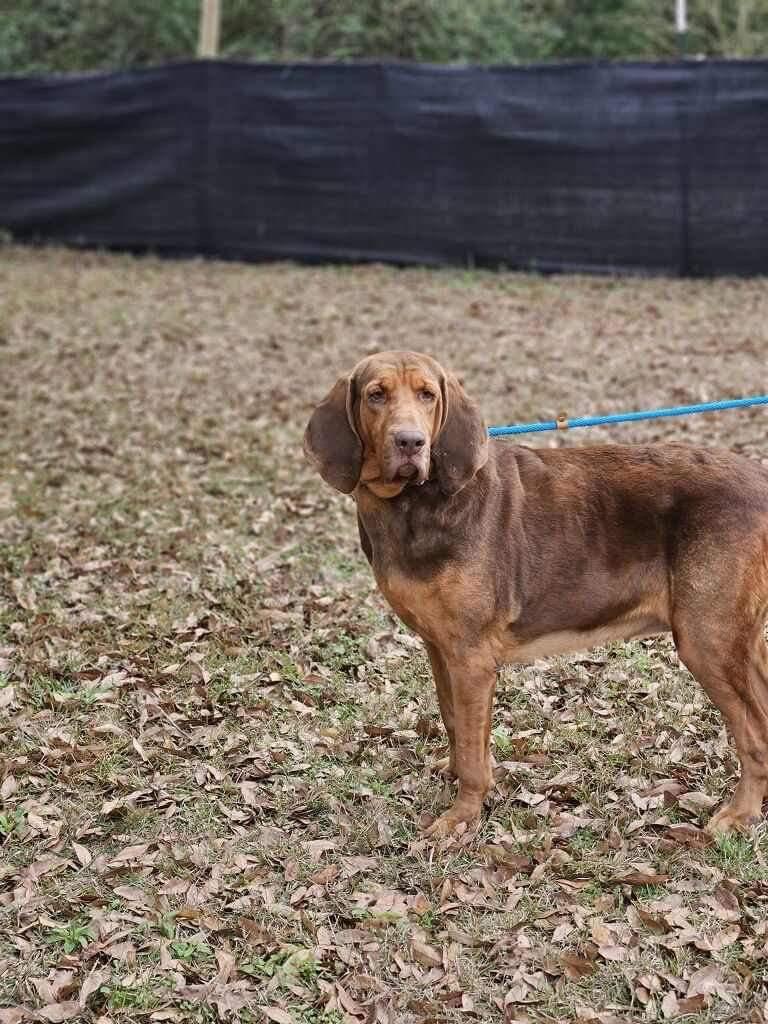Grace, Adopted, Adult Female Bloodhound.
