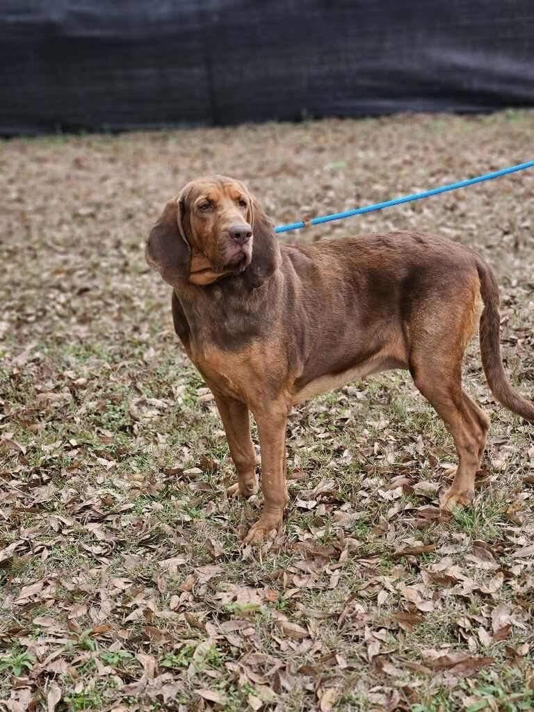Grace, a Adopted Bloodhound in Waynesville, GA image 2/2