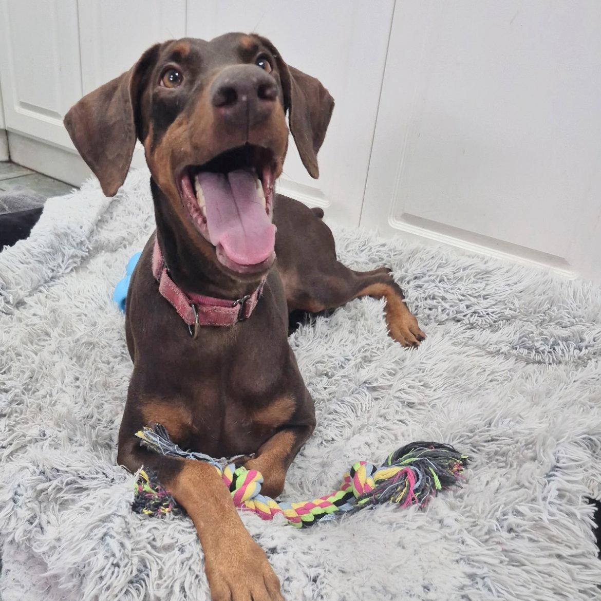 Enlarge Roxy 3495, a Adoptable Doberman Pinscher in Oakland Park, FL image 1/3