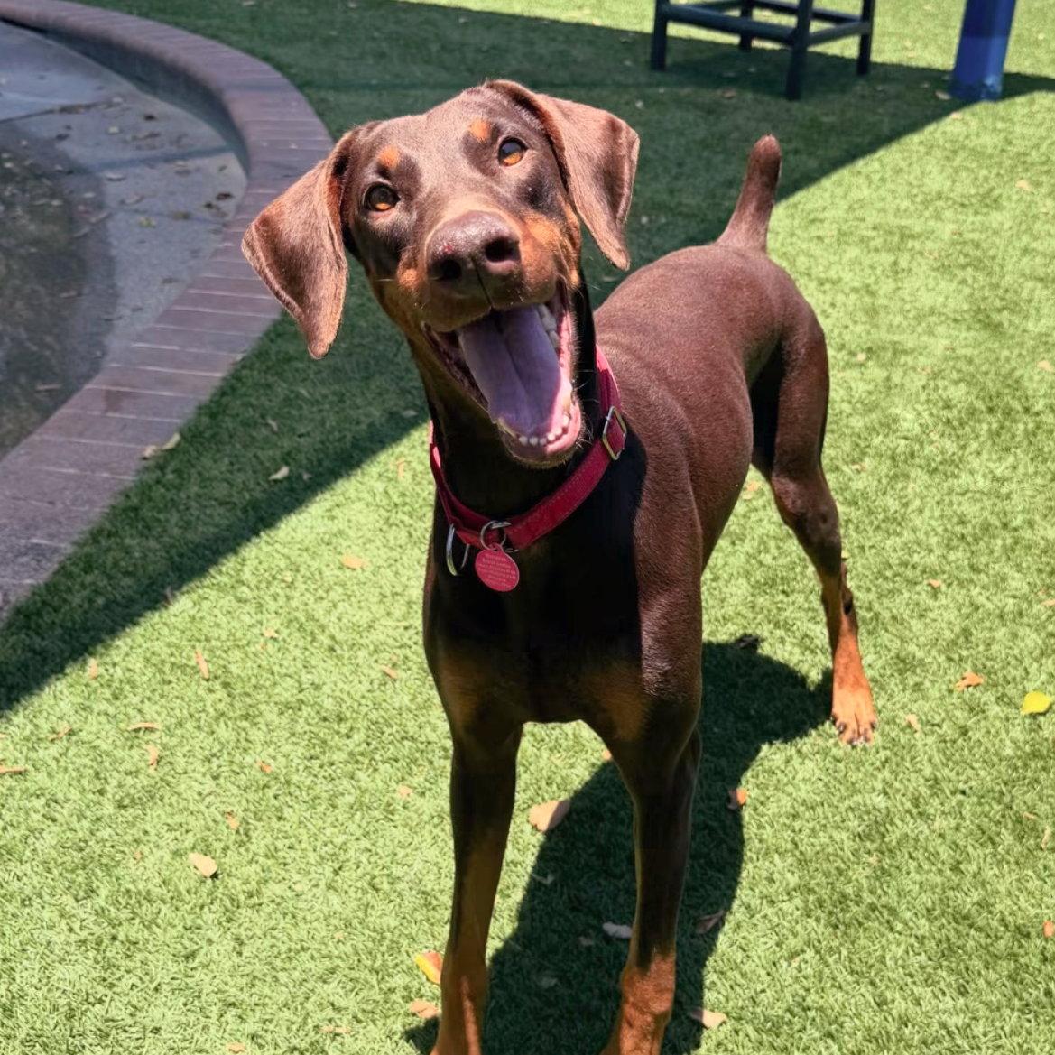 Enlarge Roxy 3495, a Adoptable Doberman Pinscher in Oakland Park, FL image 2/3